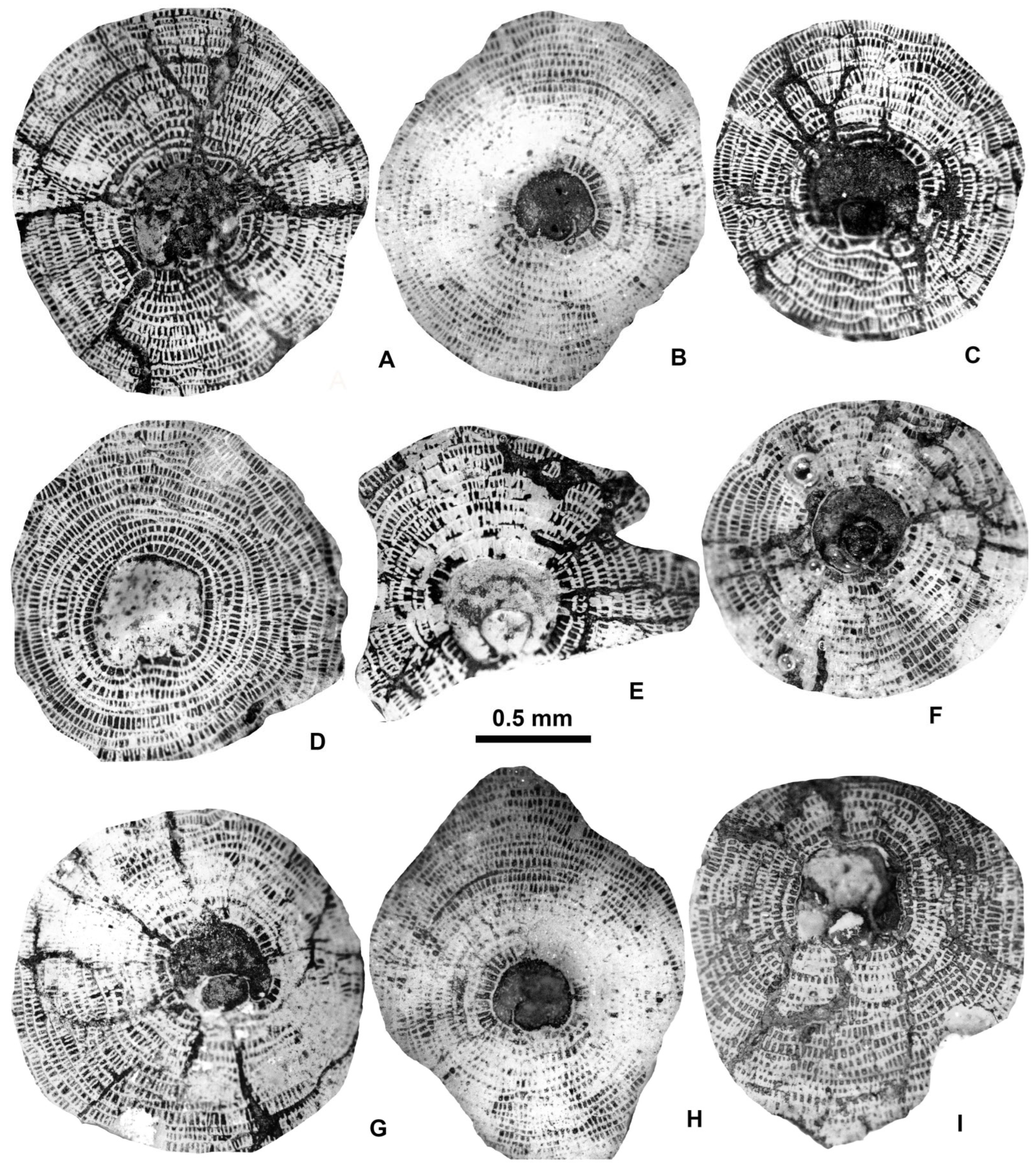 Geosciences 15 00334 g014