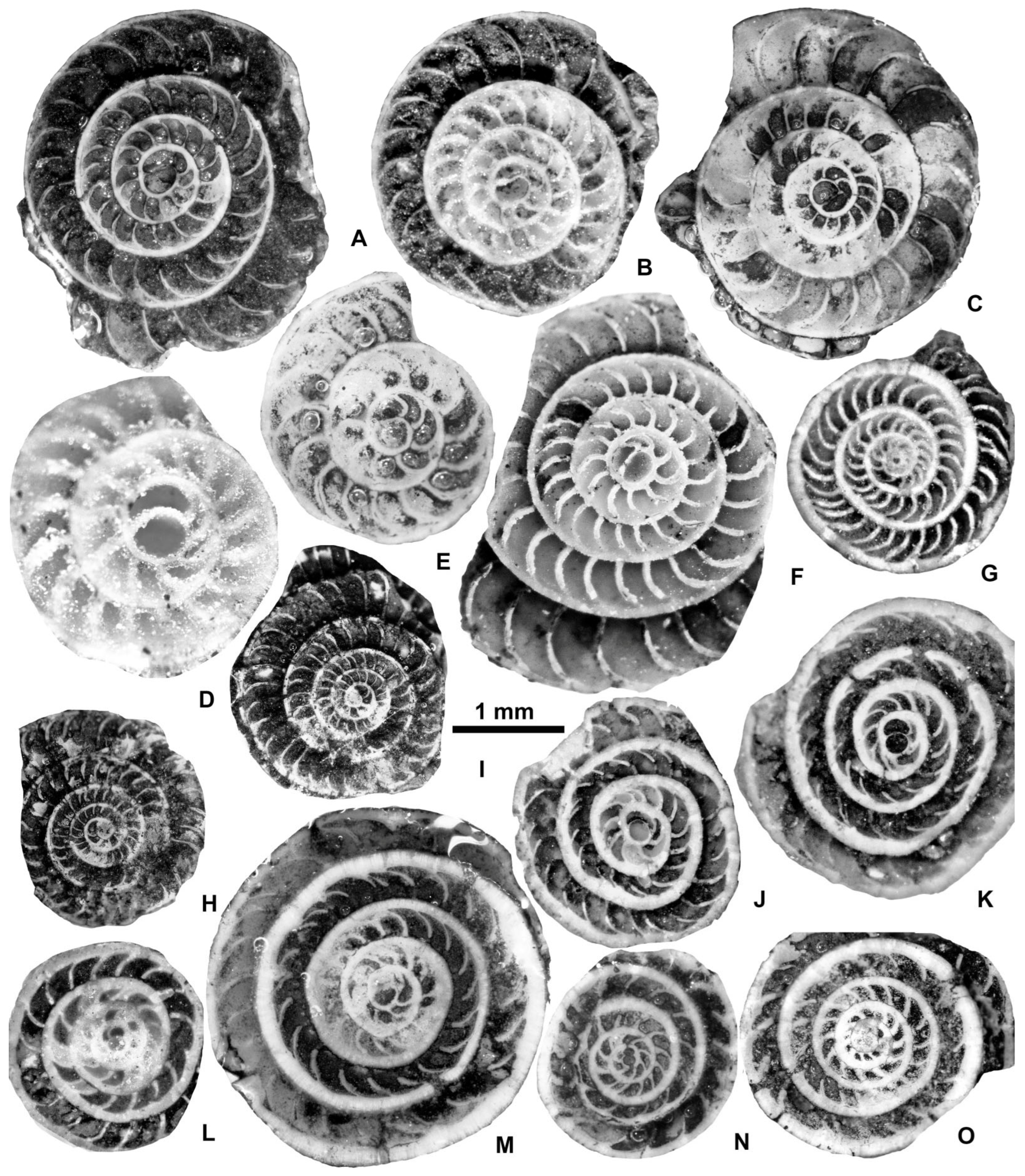 Geosciences 15 00334 g031