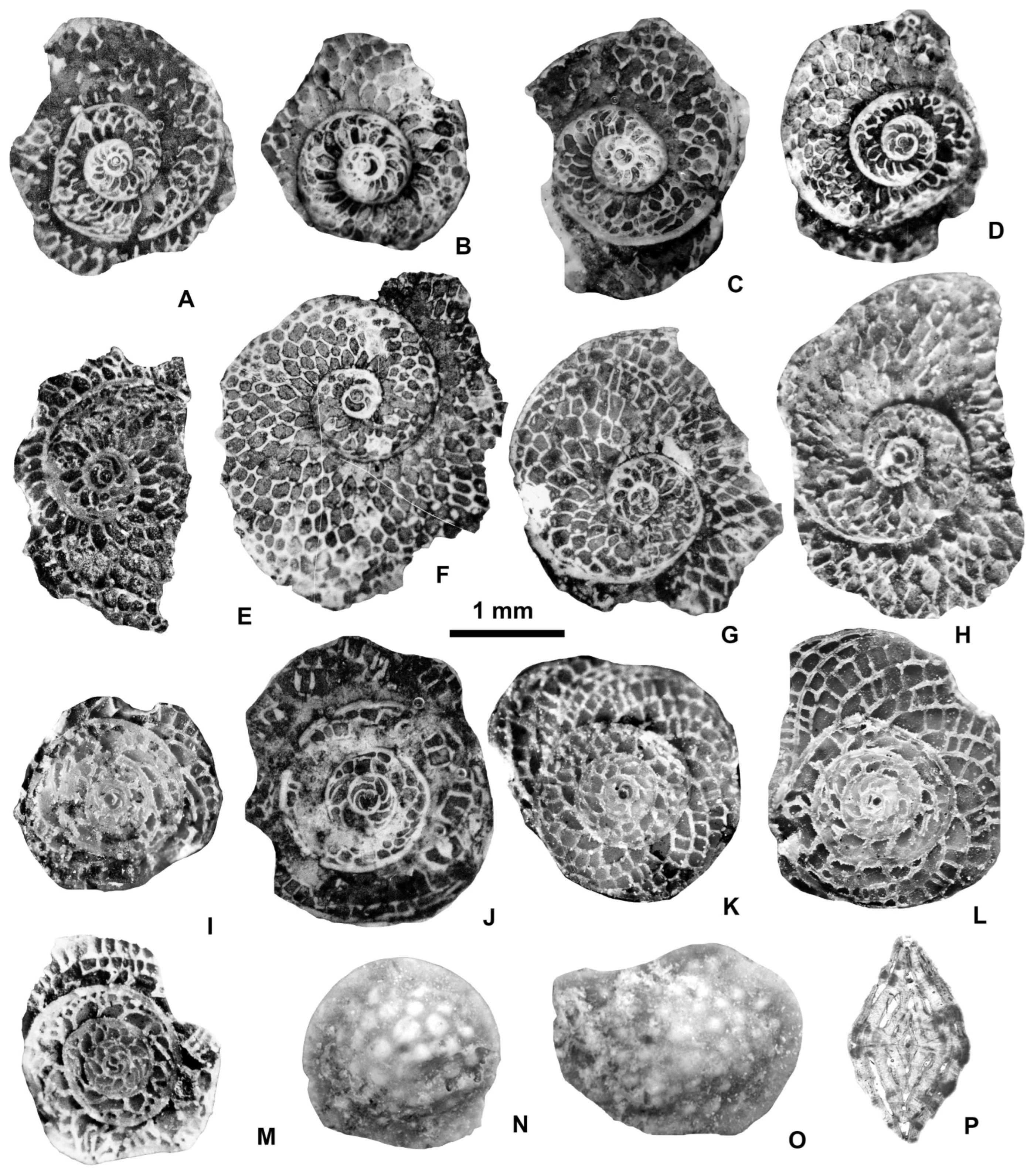 Geosciences 15 00334 g035