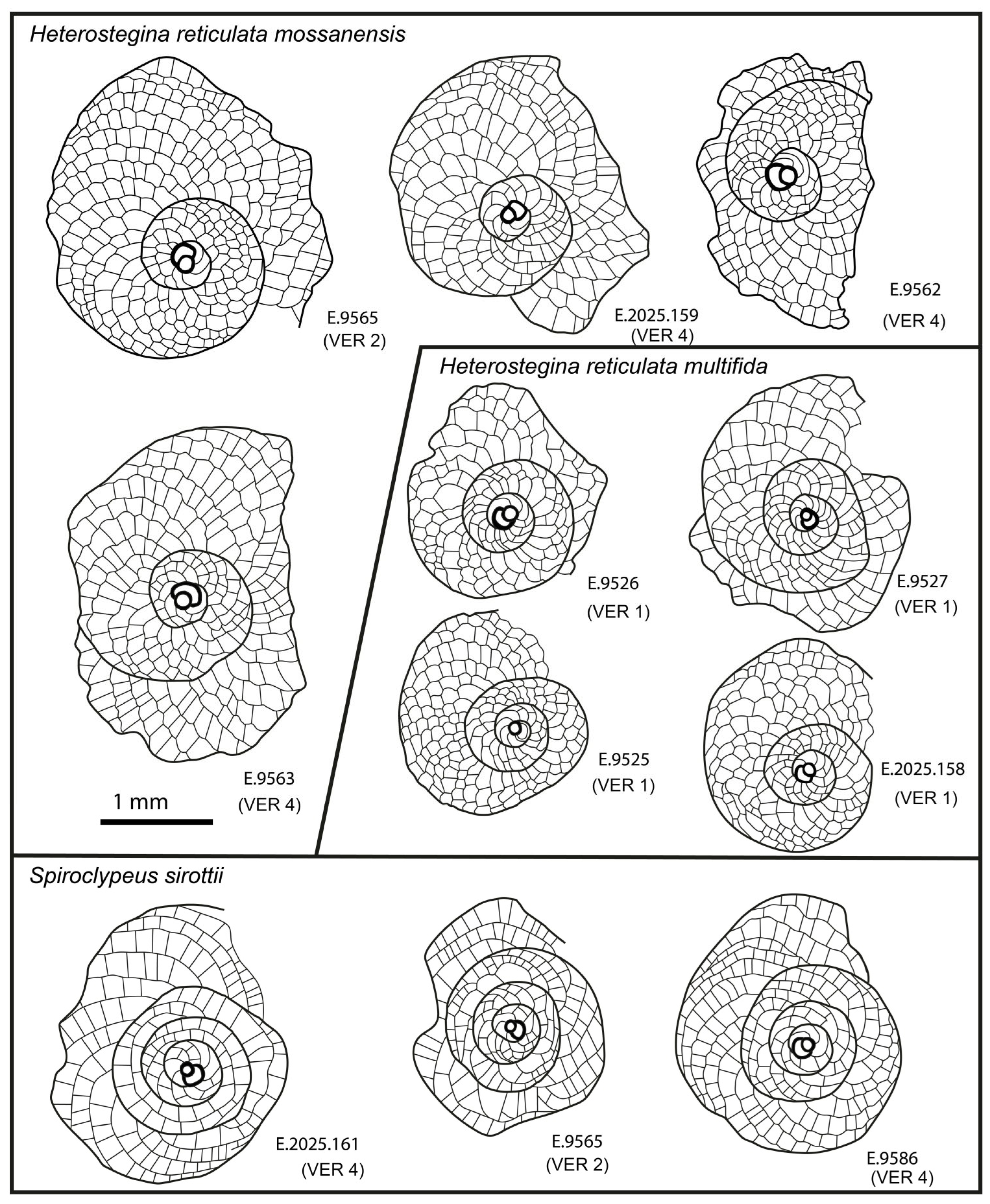 Geosciences 15 00334 g036