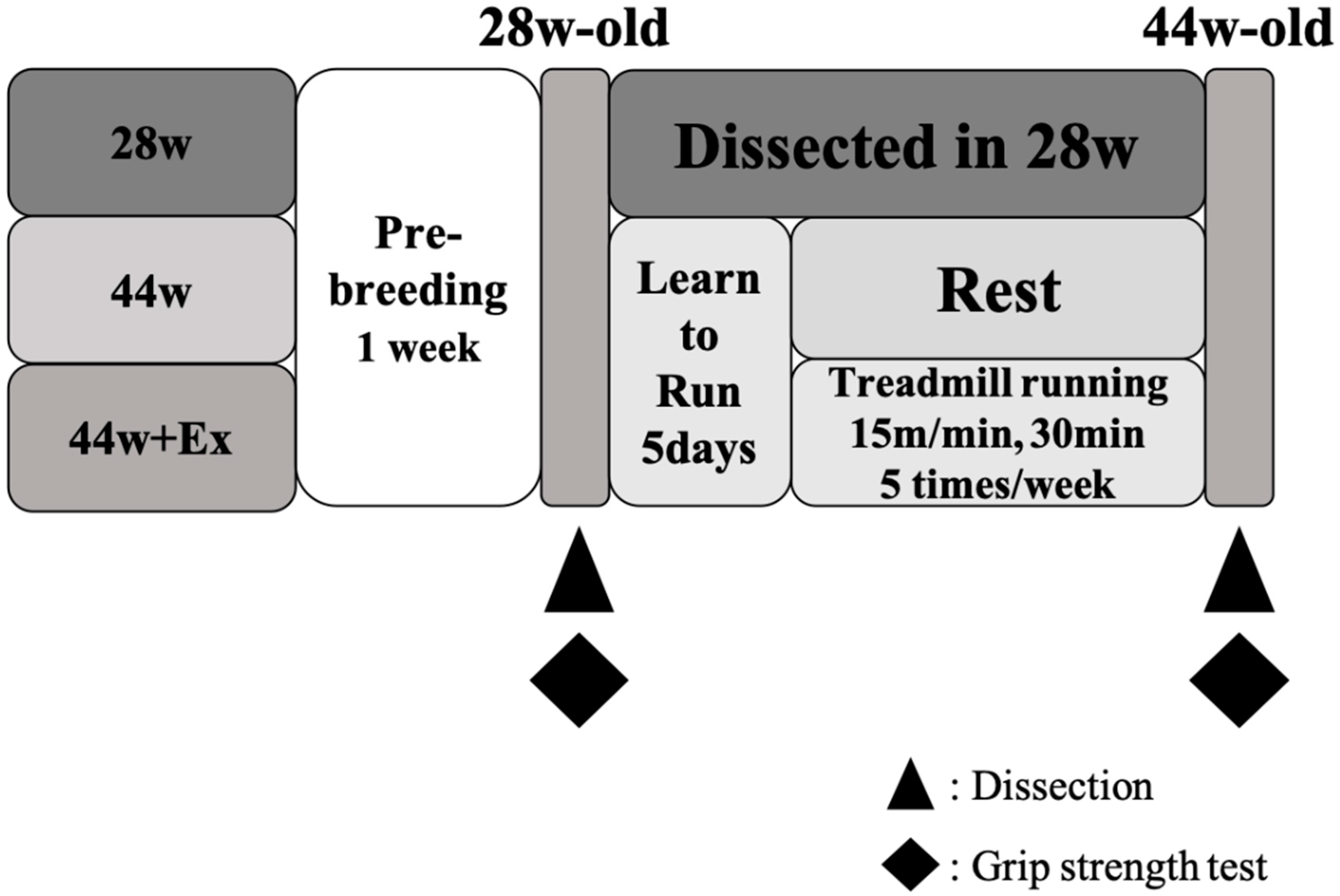 Geriatrics 05 00048 g001