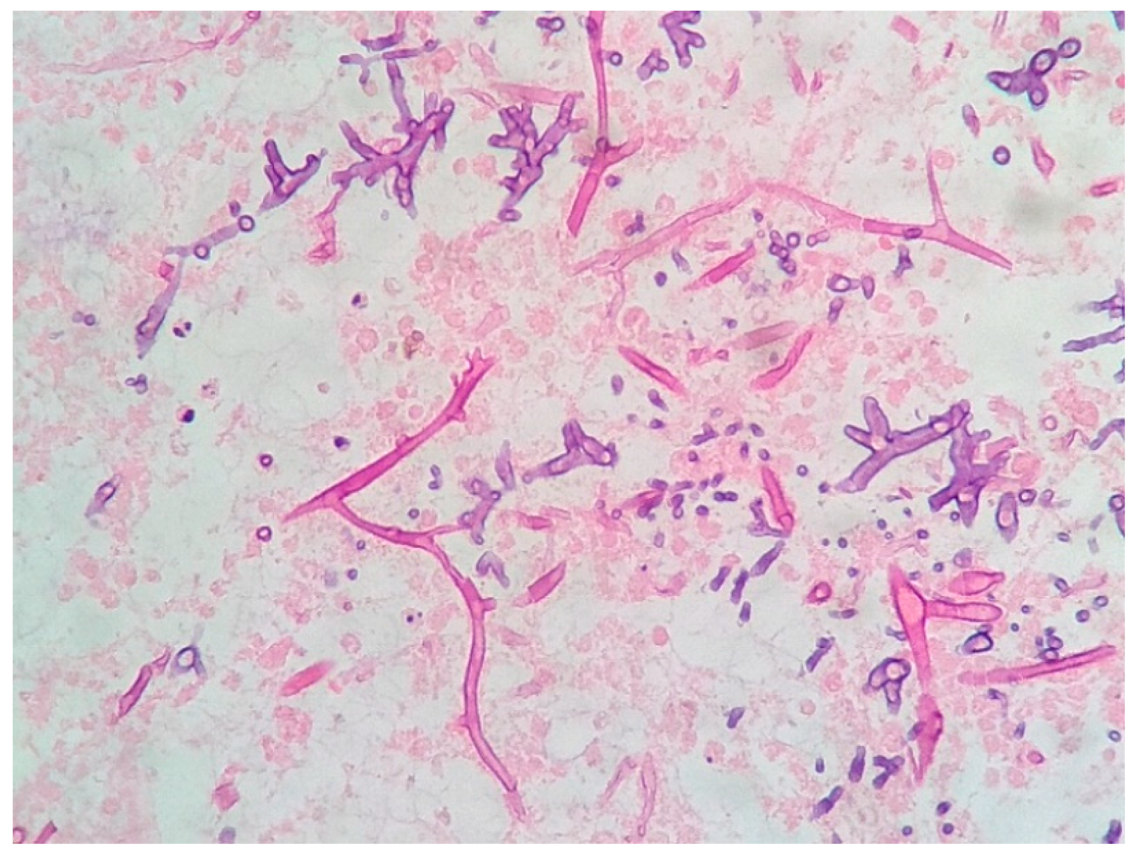 Geriatrics 09 00004 g003