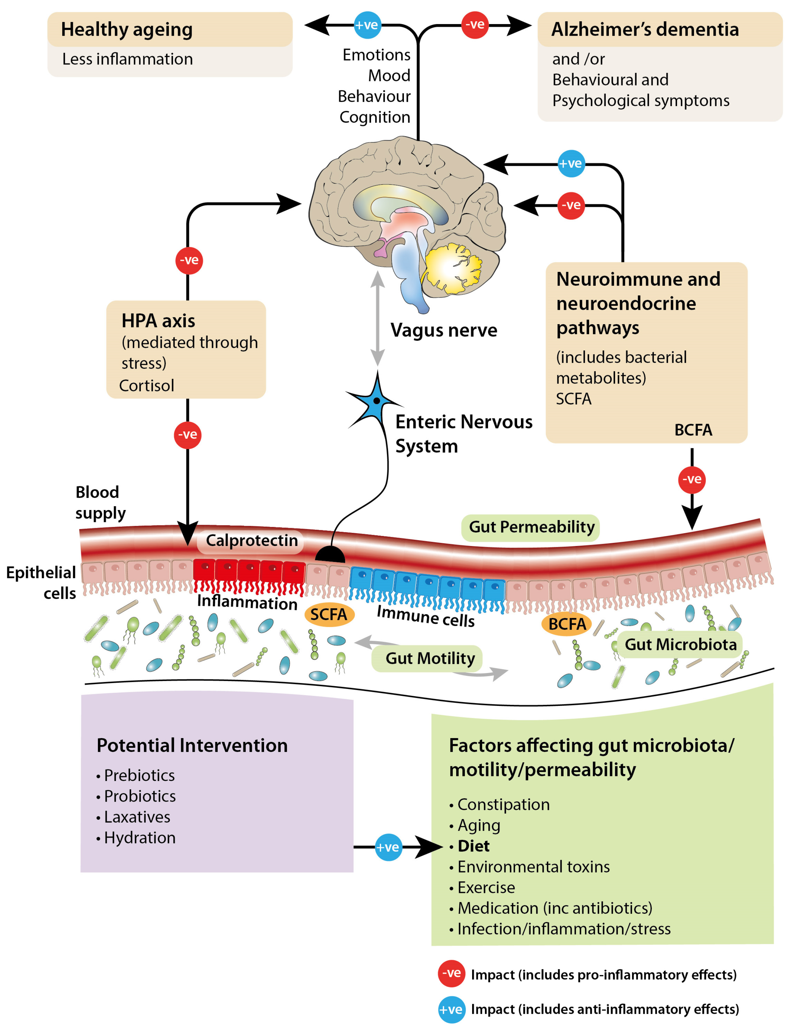 Geriatrics 10 00037 g001 Geriatrics 10 00037 g001