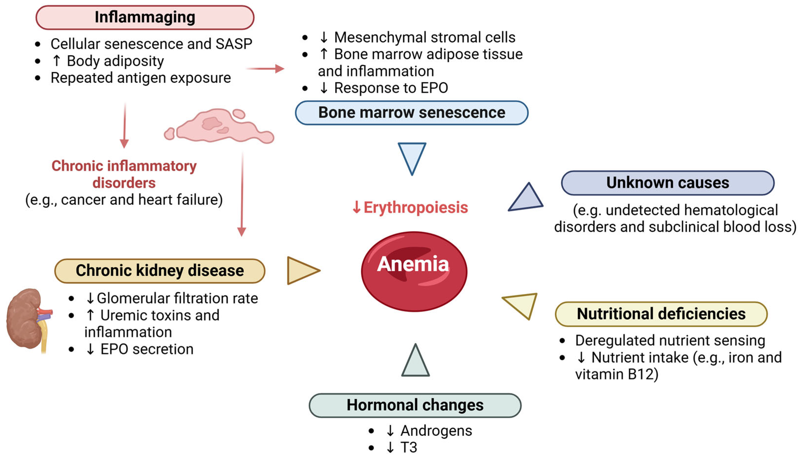 Geriatrics 10 00043 g003
