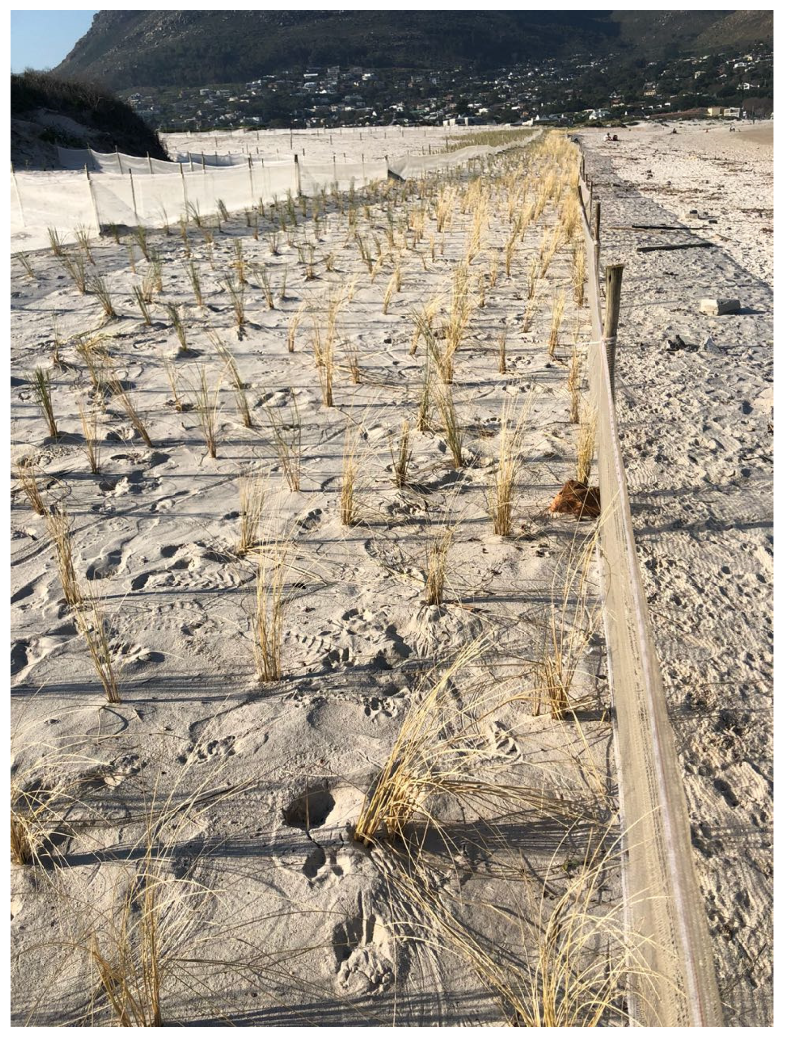 Grasses 02 00018 g005