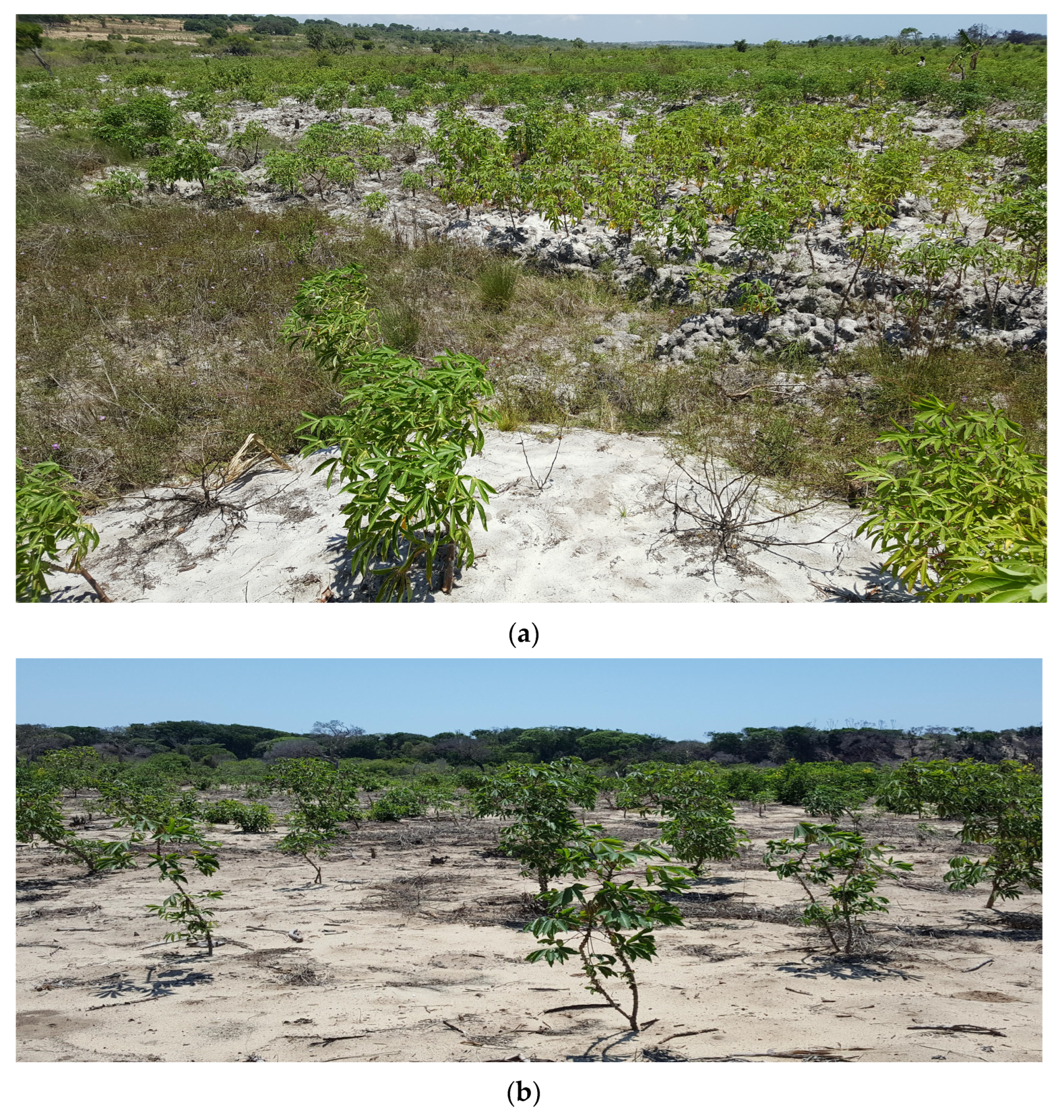 Grasses 02 00018 g008a