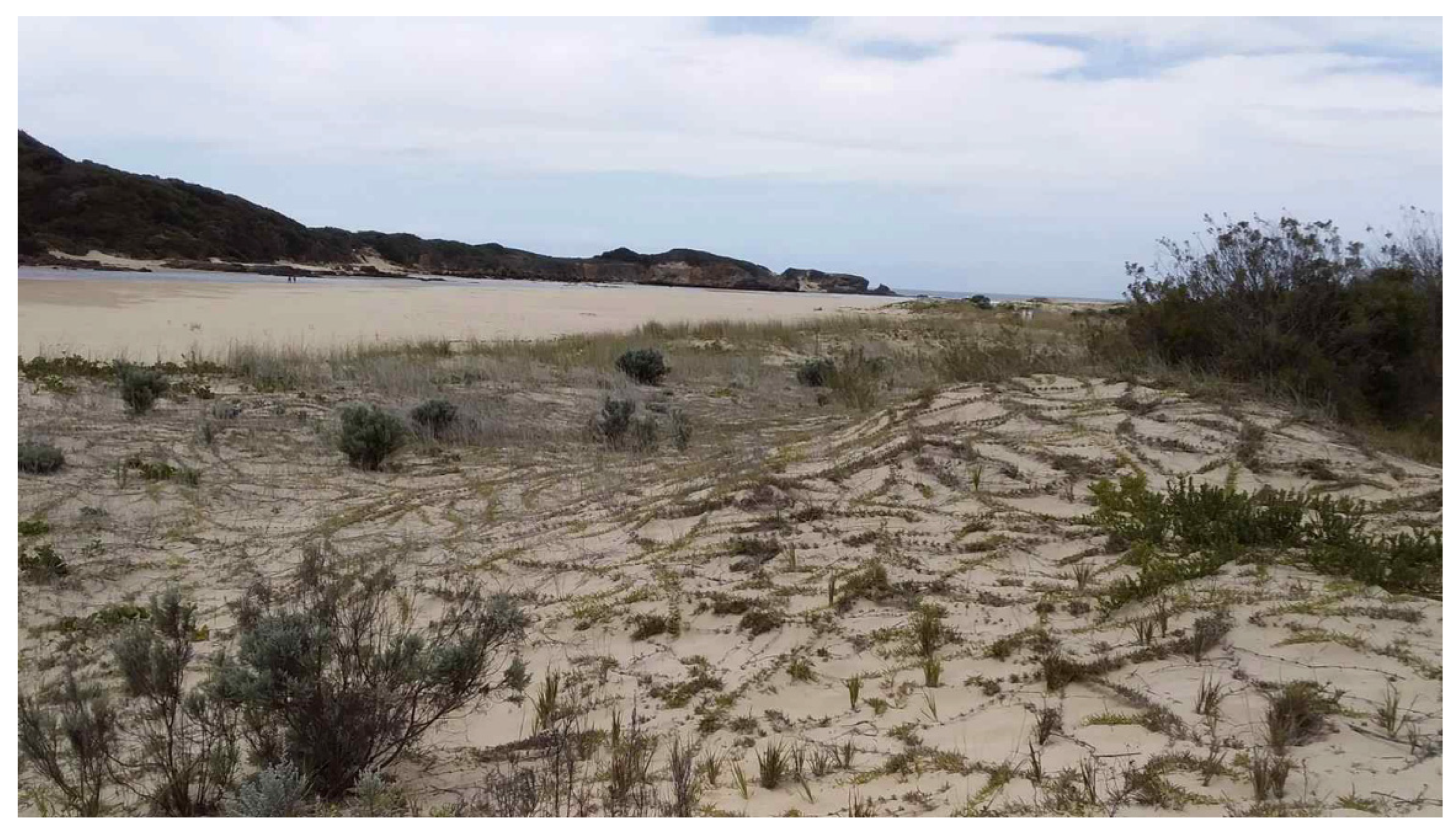 Grasses 02 00018 g012