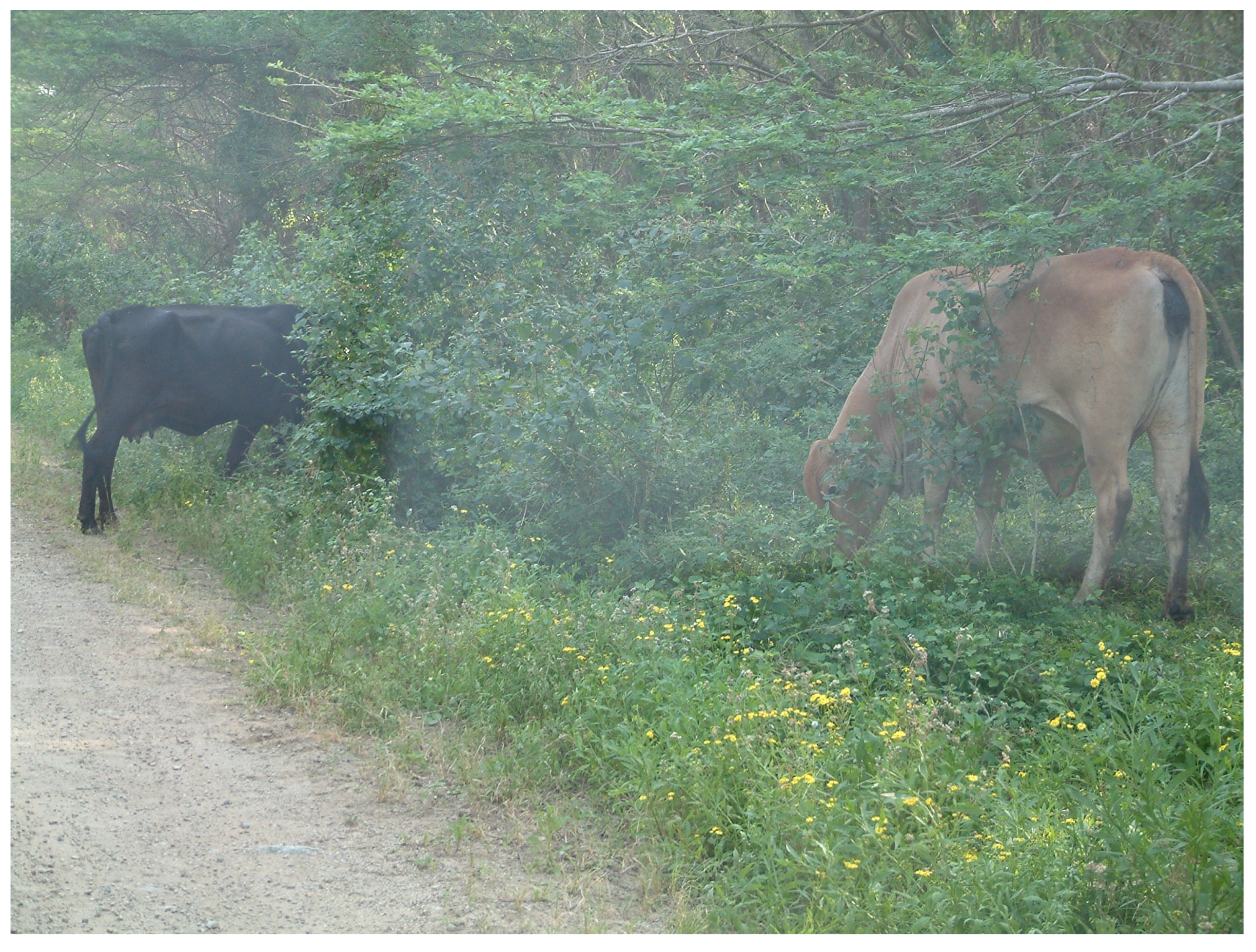 Grasses 02 00018 g017