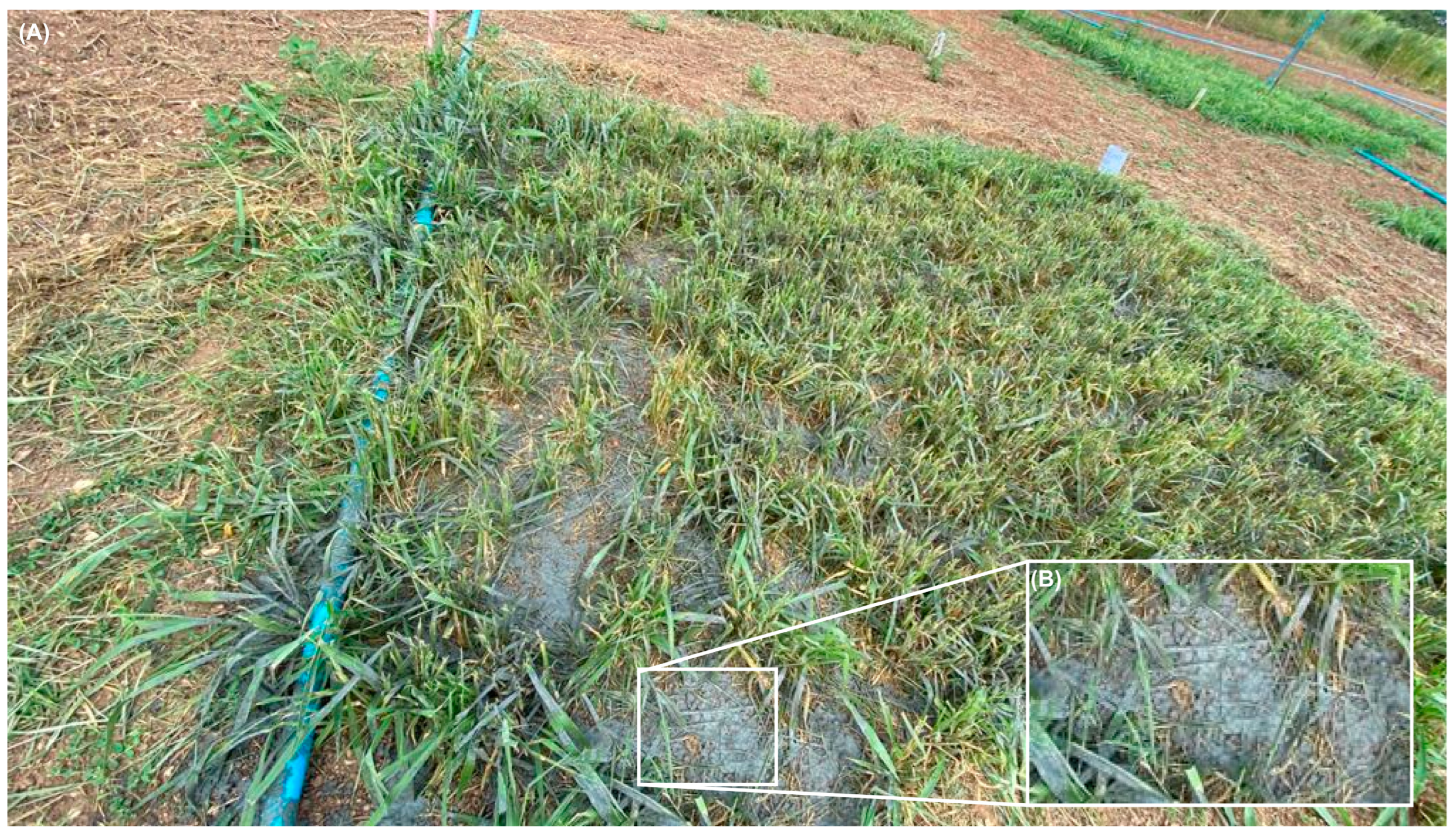 Grasses 03 00005 g004