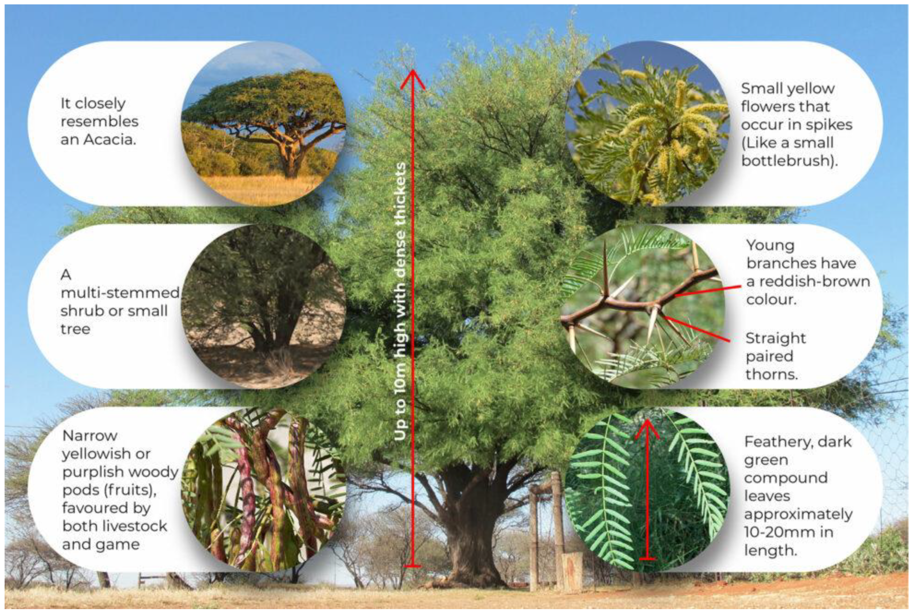 Grasses 04 00002 g003