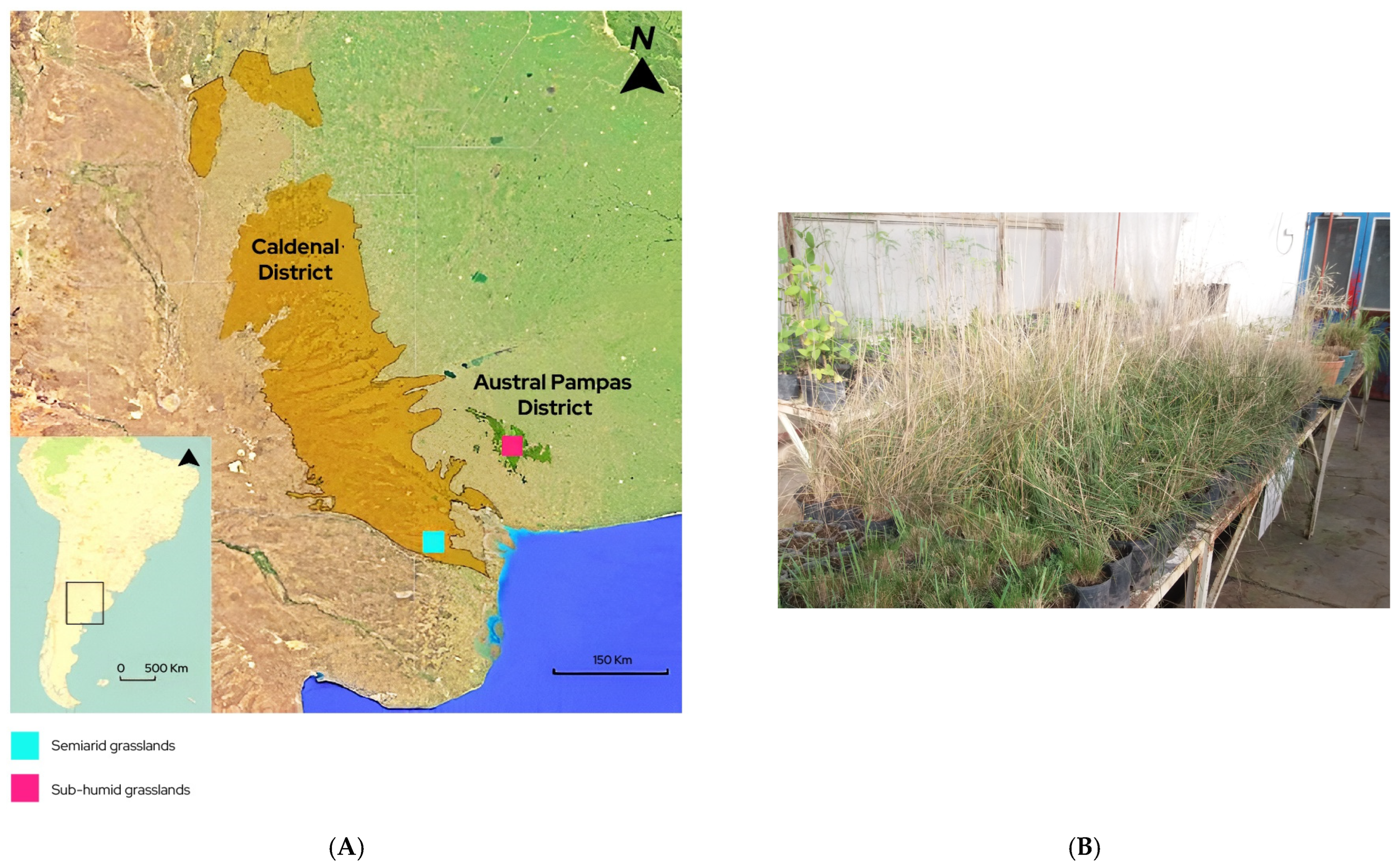 Grasses 04 00035 g001 Grasses 04 00035 g001