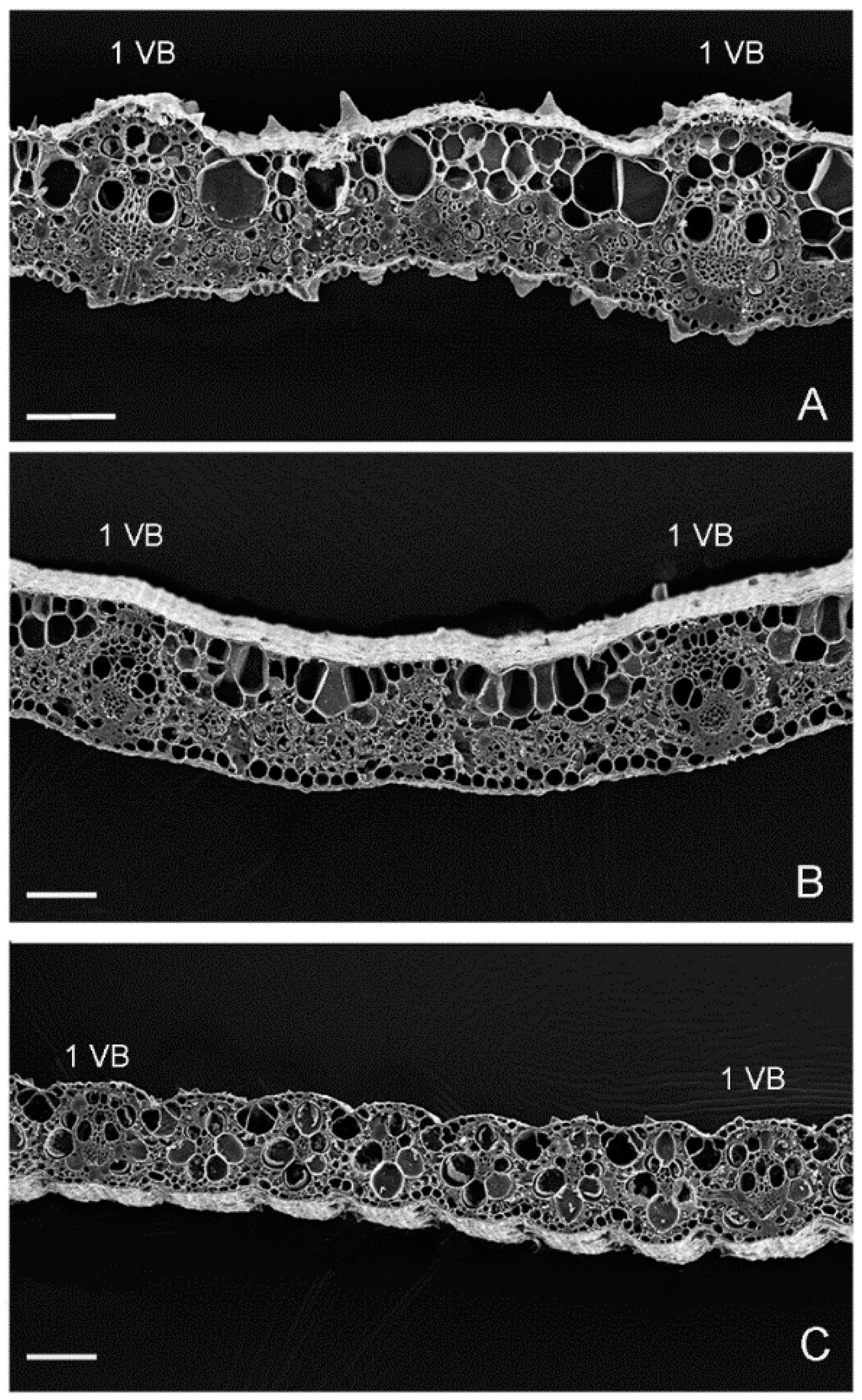 Grasses 04 00040 g003