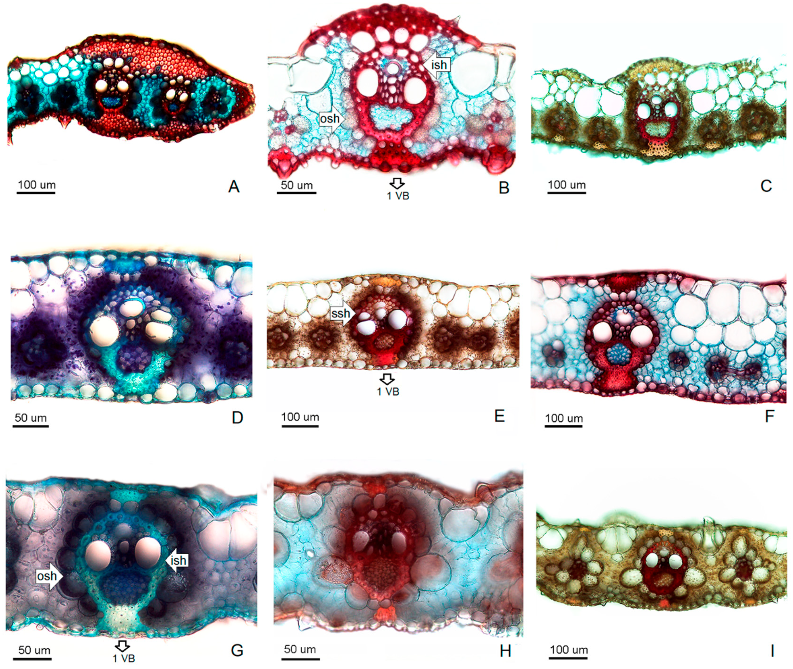 Grasses 04 00040 g004