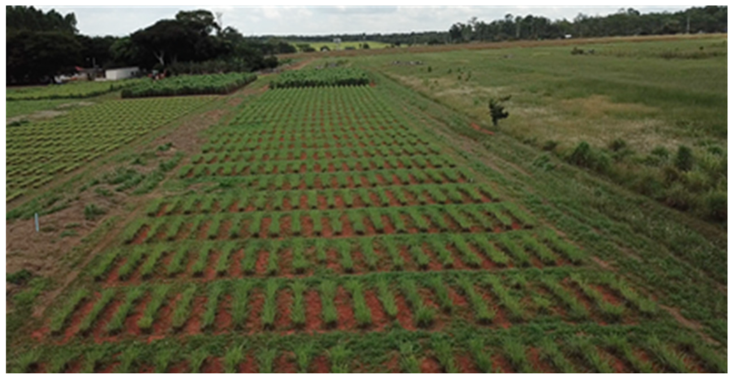 Grasses 04 00044 g001a Grasses 04 00044 g001a