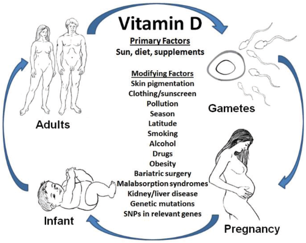 Healthcare Free FullText Vitamin D and Reproduction From Gametes