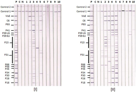 Healthcare Free Full Text Pilot Study Of Immunoblots With Recombinant Borrelia Burgdorferi Antigens For Laboratory Diagnosis Of Lyme Disease Html [ 375 x 550 Pixel ]