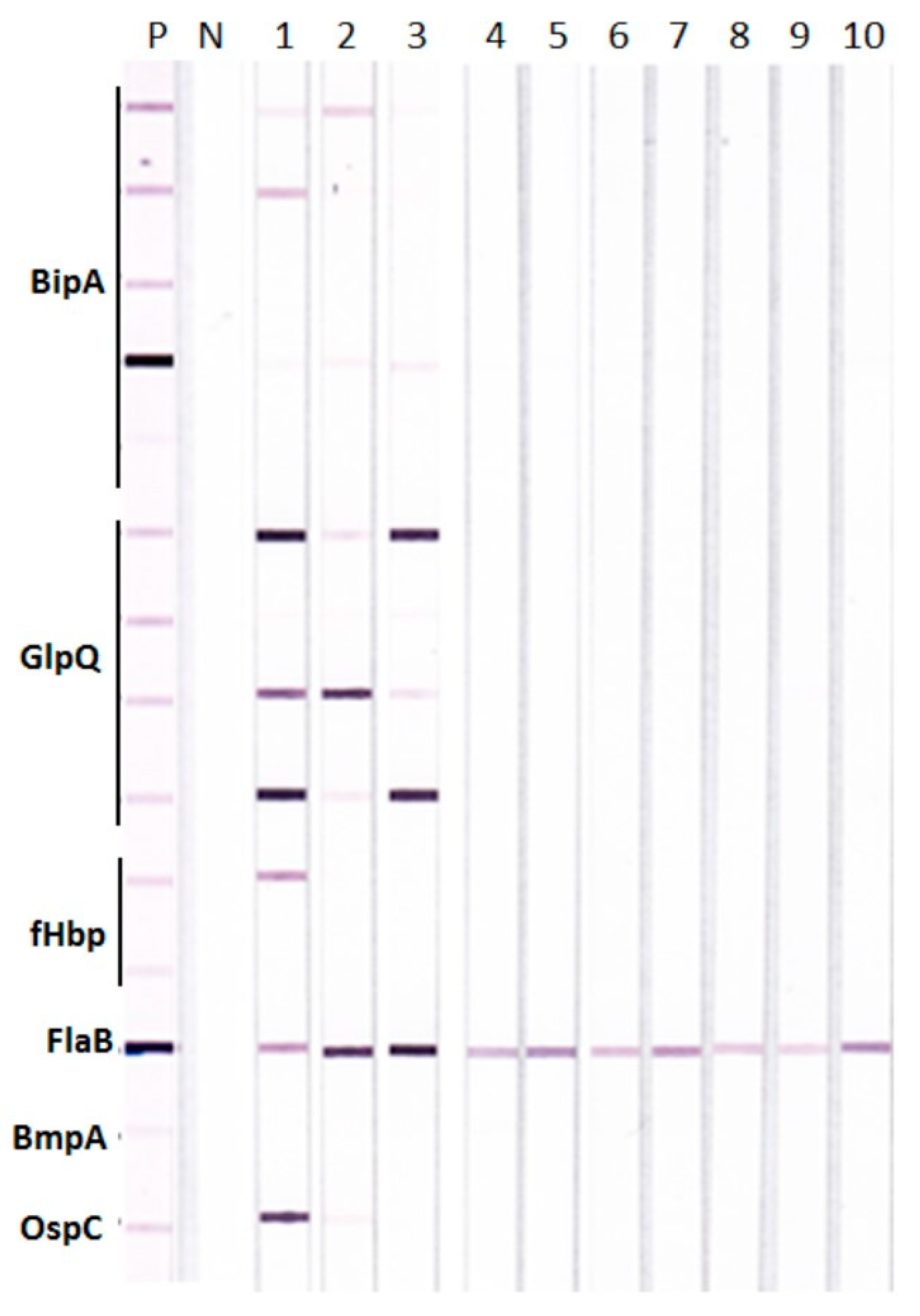 Healthcare Free Full Text Line Immunoblot Assay For Tick Borne healthcare-free-full-text-line-immunoblot-assay-for-tick-borne