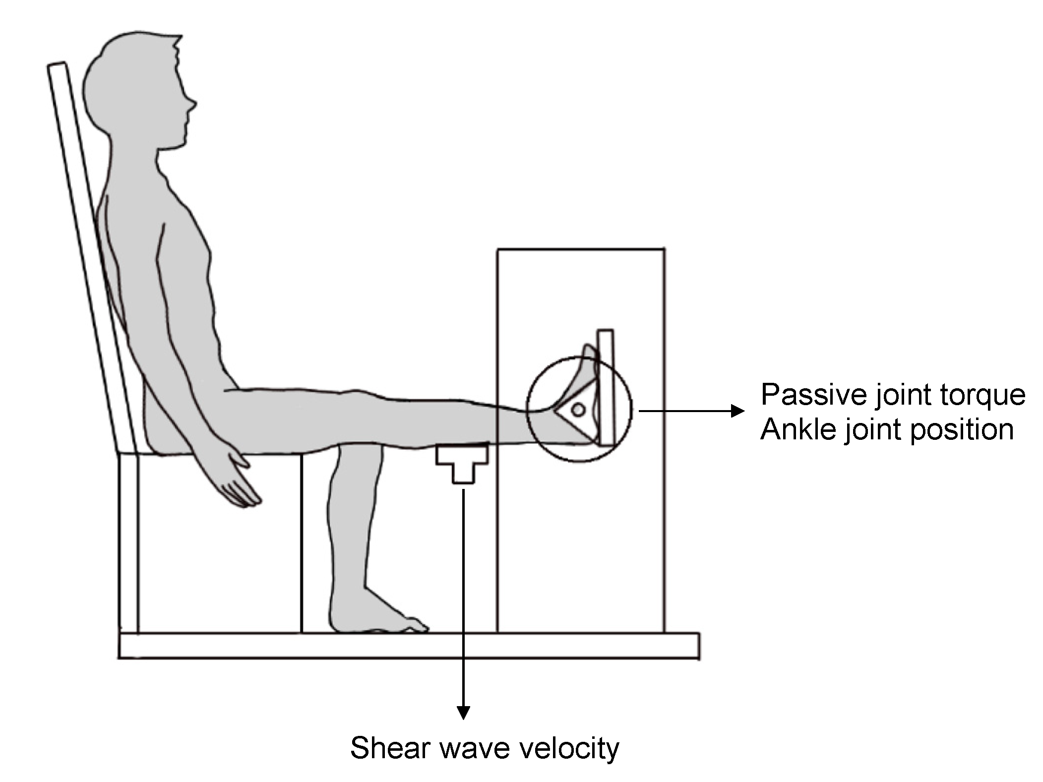 Ankle dorsi- and plantar-flexion torques measured by dynamometry