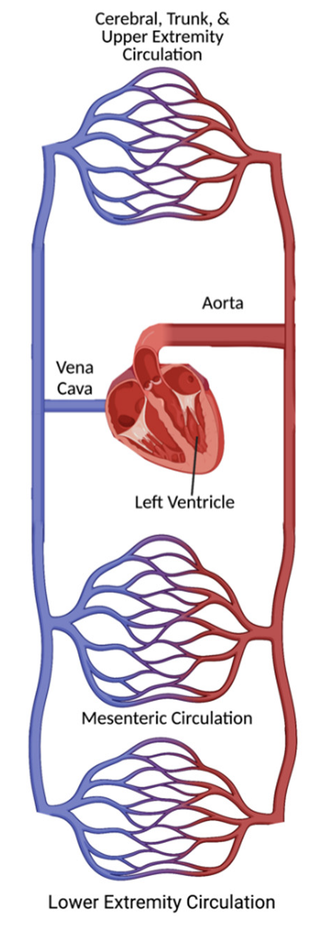 Healthcare Free Full Text Peripheral Arterial Compression As A New 