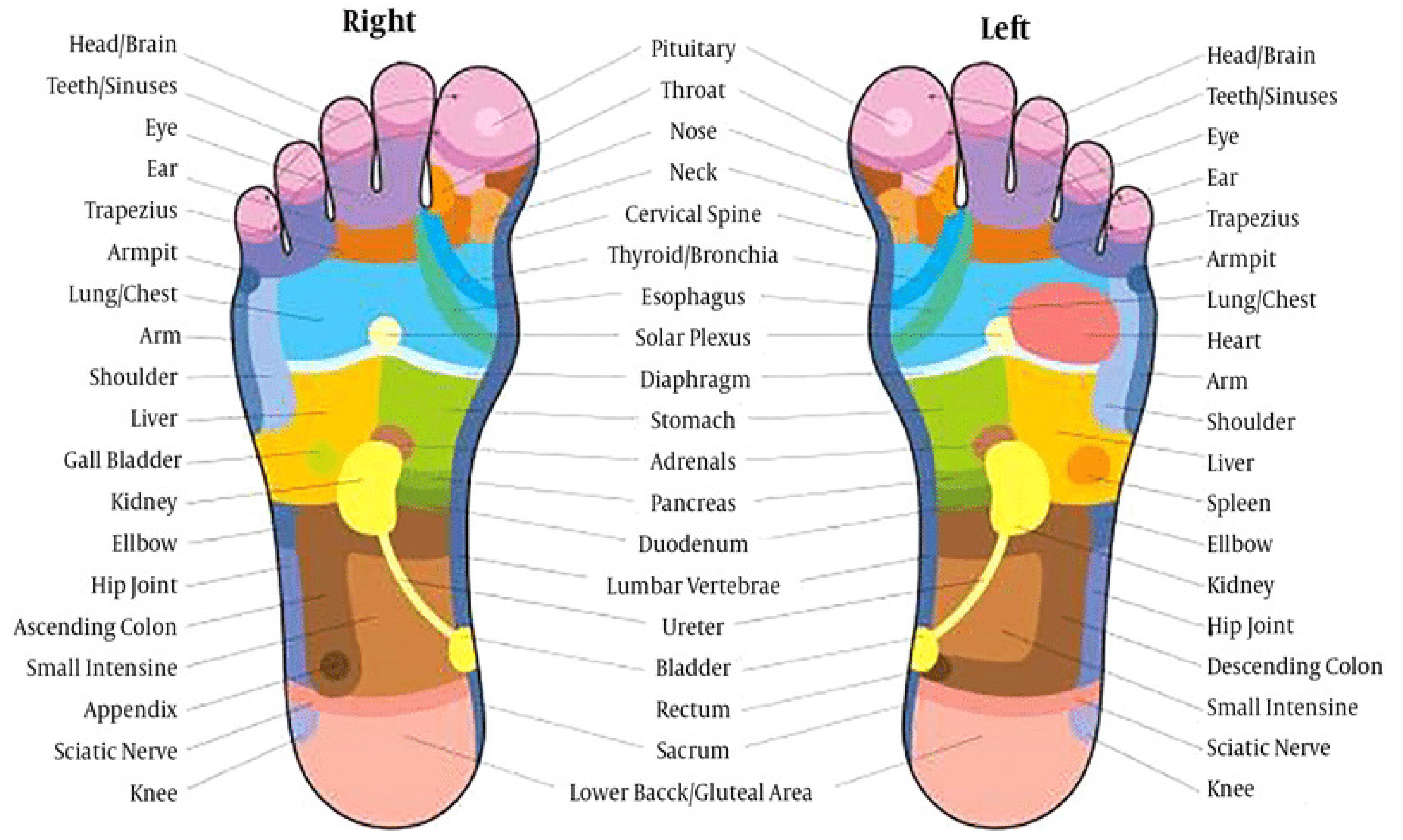 Foot shape : differences in morphology | Podexpert