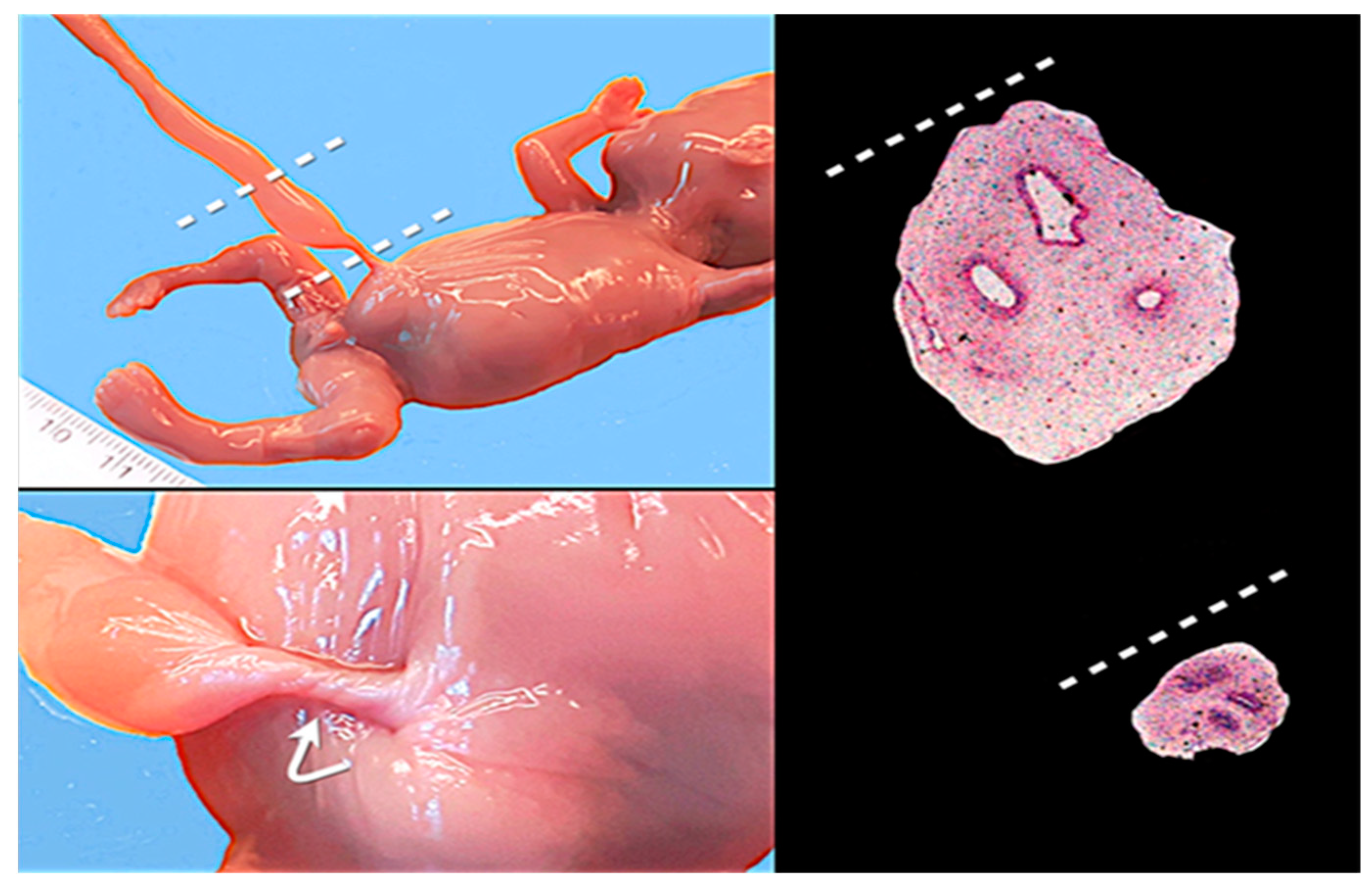 Healthcare 11 02634 g008