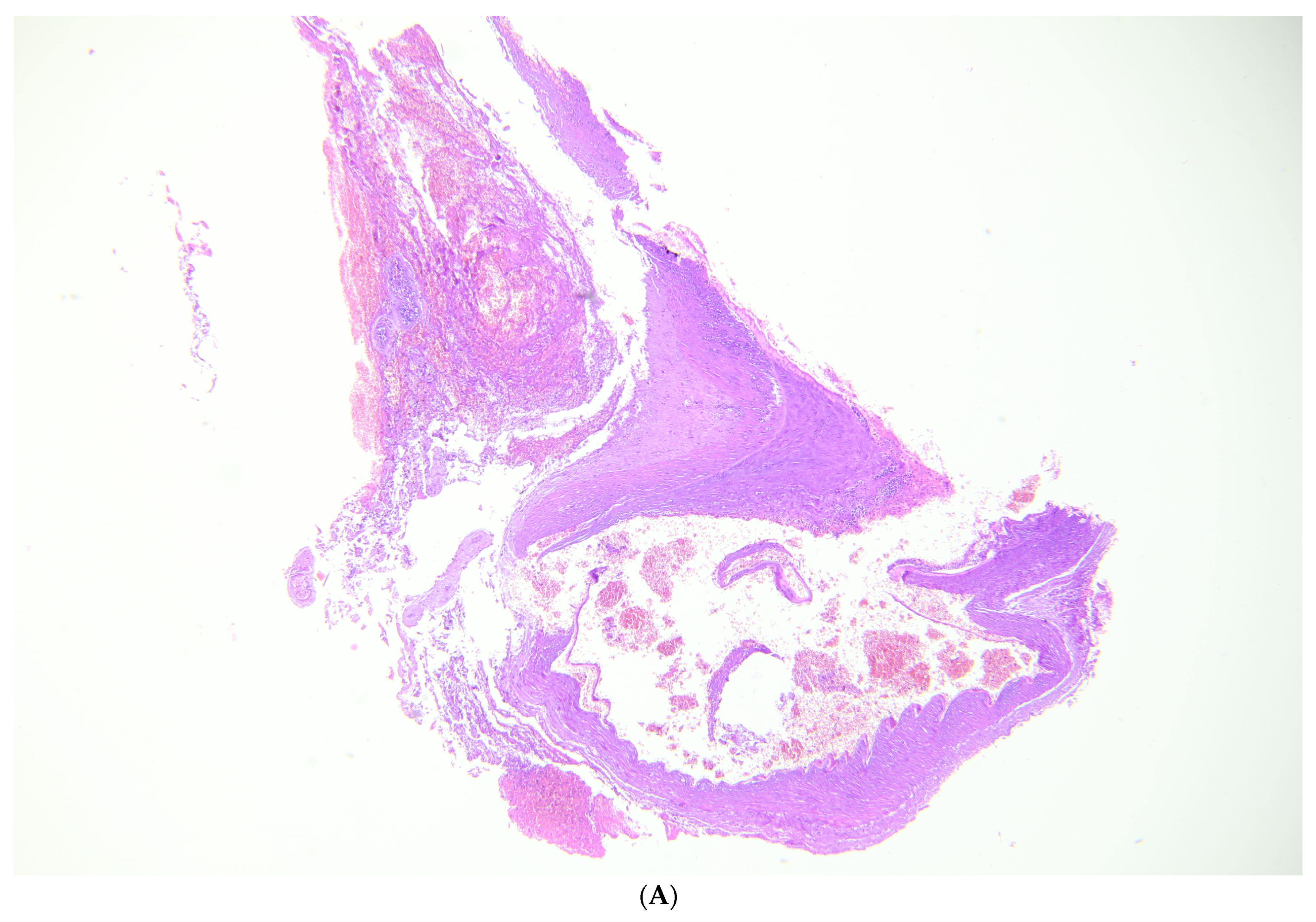 Healthcare 12 00192 g003a