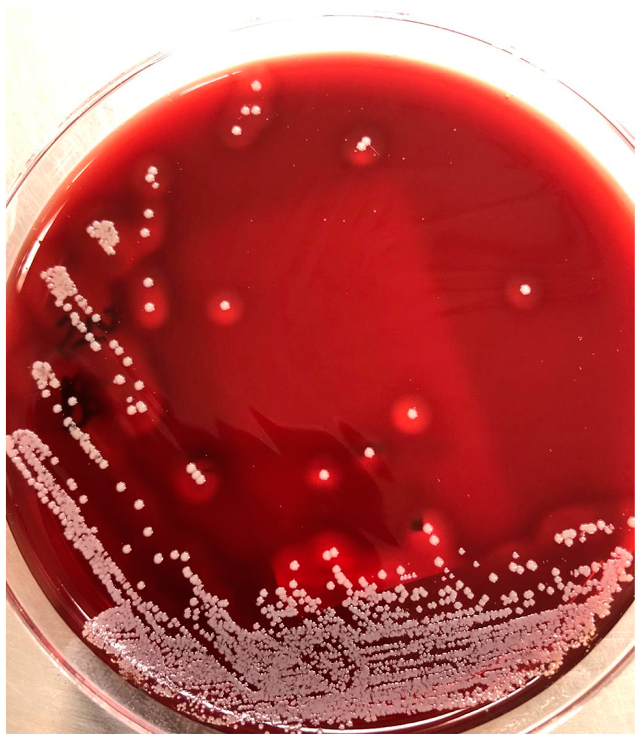 Healthcare 13 00245 g002