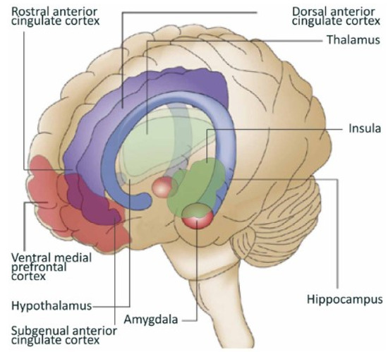 My First Nervous System Regulation Therapy Experience thumbnail