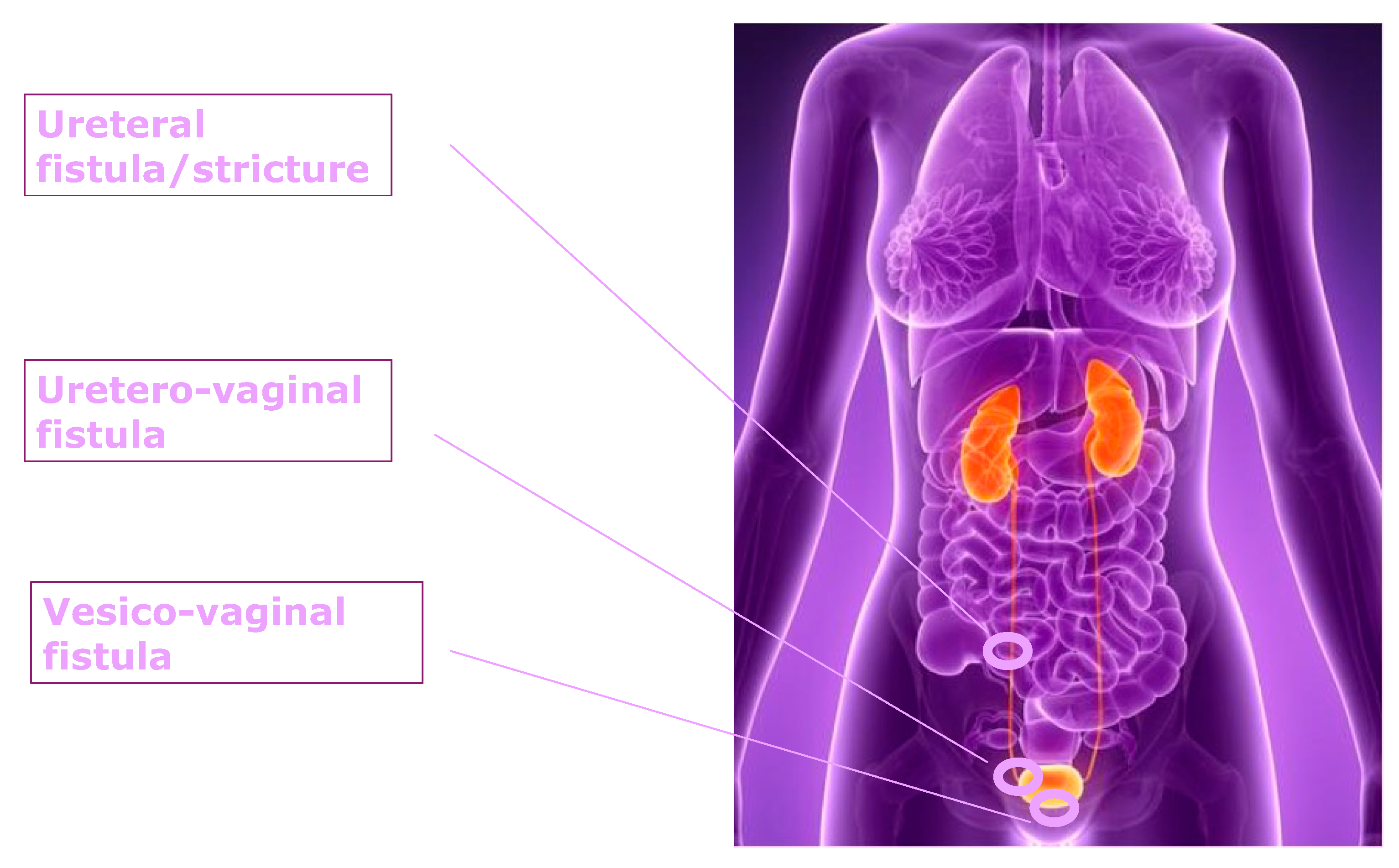 Healthcare 13 01780 g001