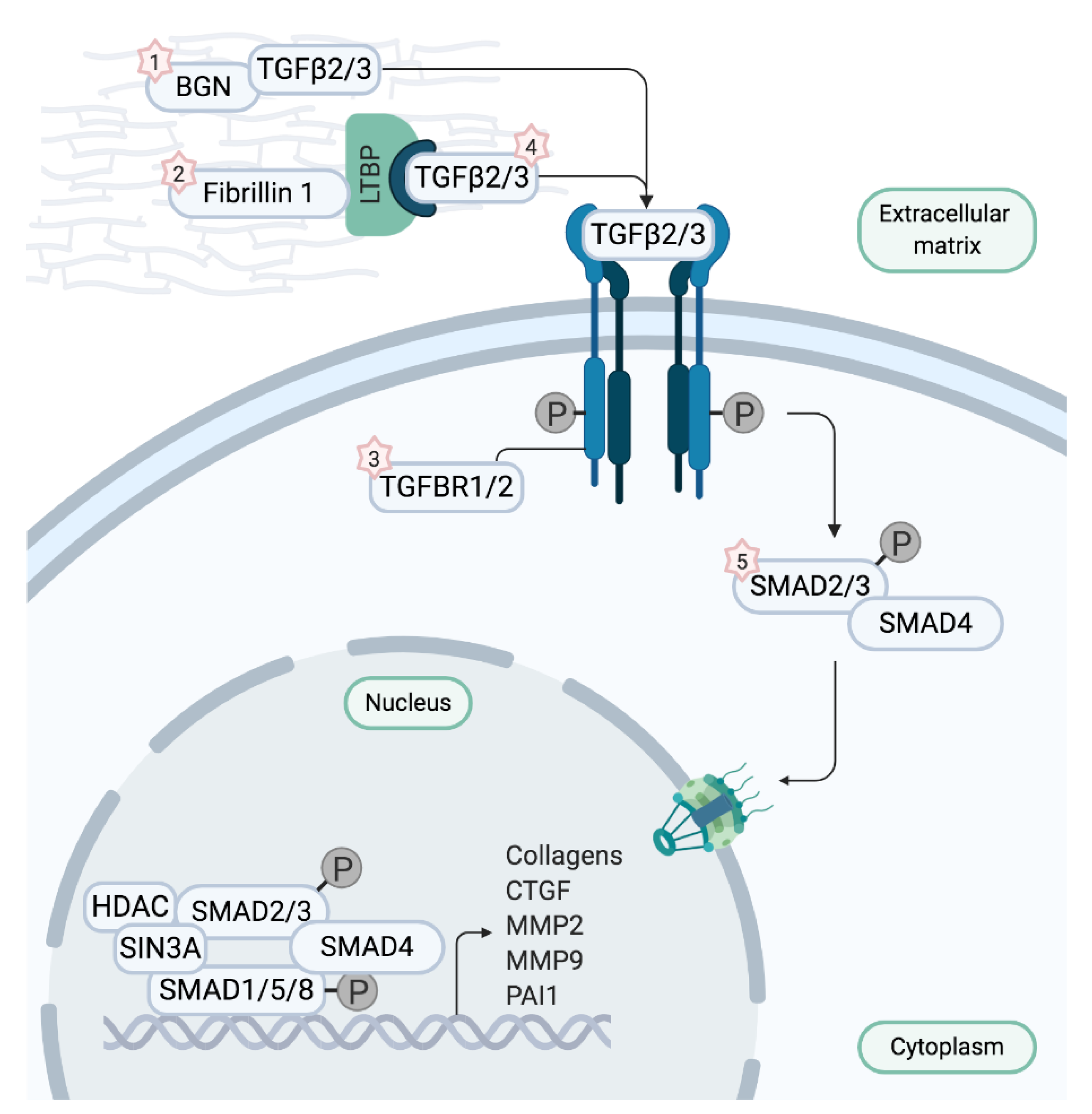 Hearts 01 00007 g002 Hearts 01 00007 g002
