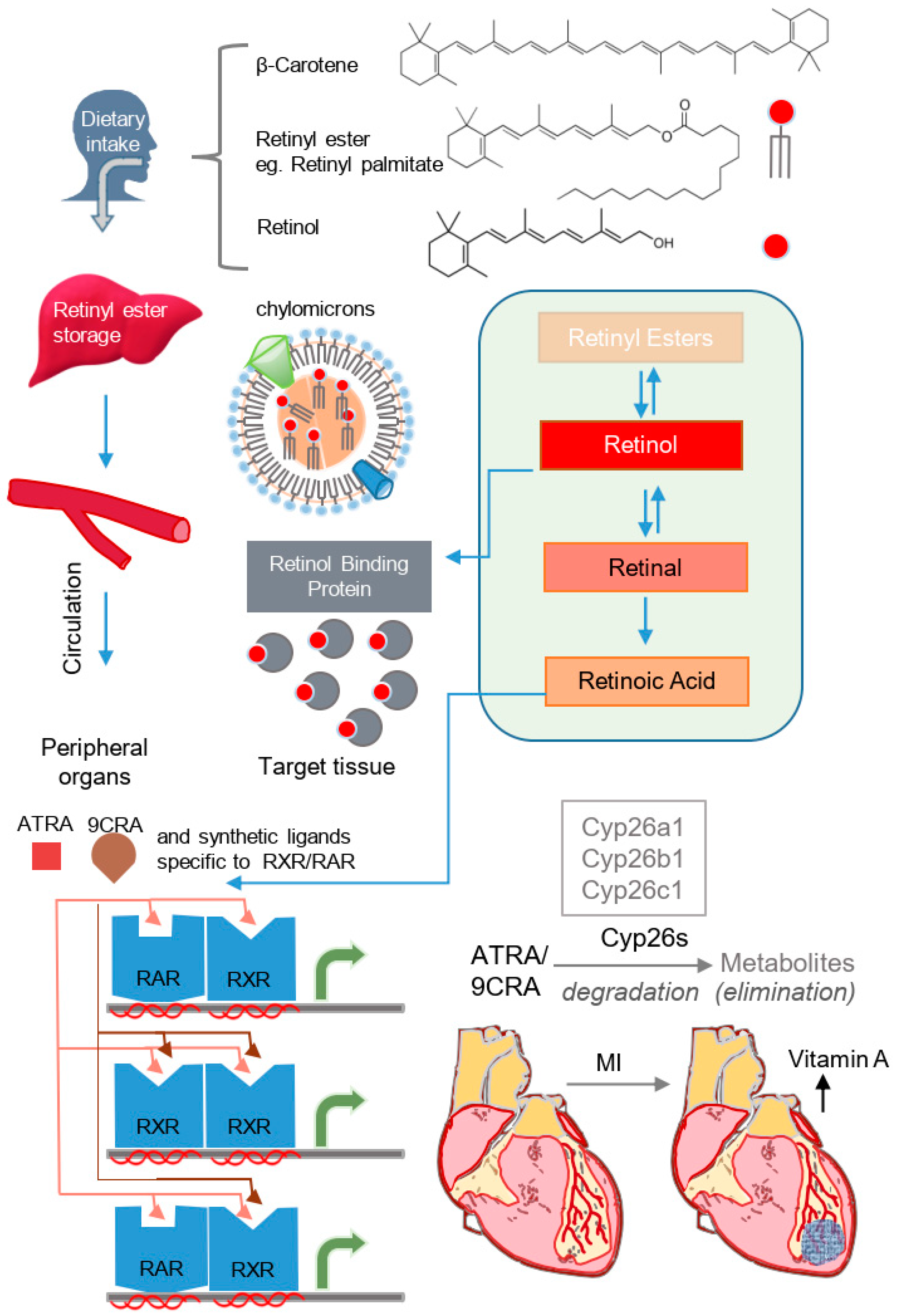 Supplementation with vitamin D and its analogs for treatment of endothelial  dysfunction and cardiovascular disease – ScienceOpen