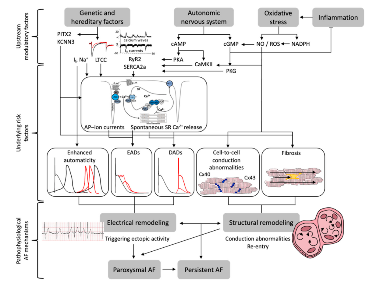 Hearts 02 00014 g001 Hearts 02 00014 g001