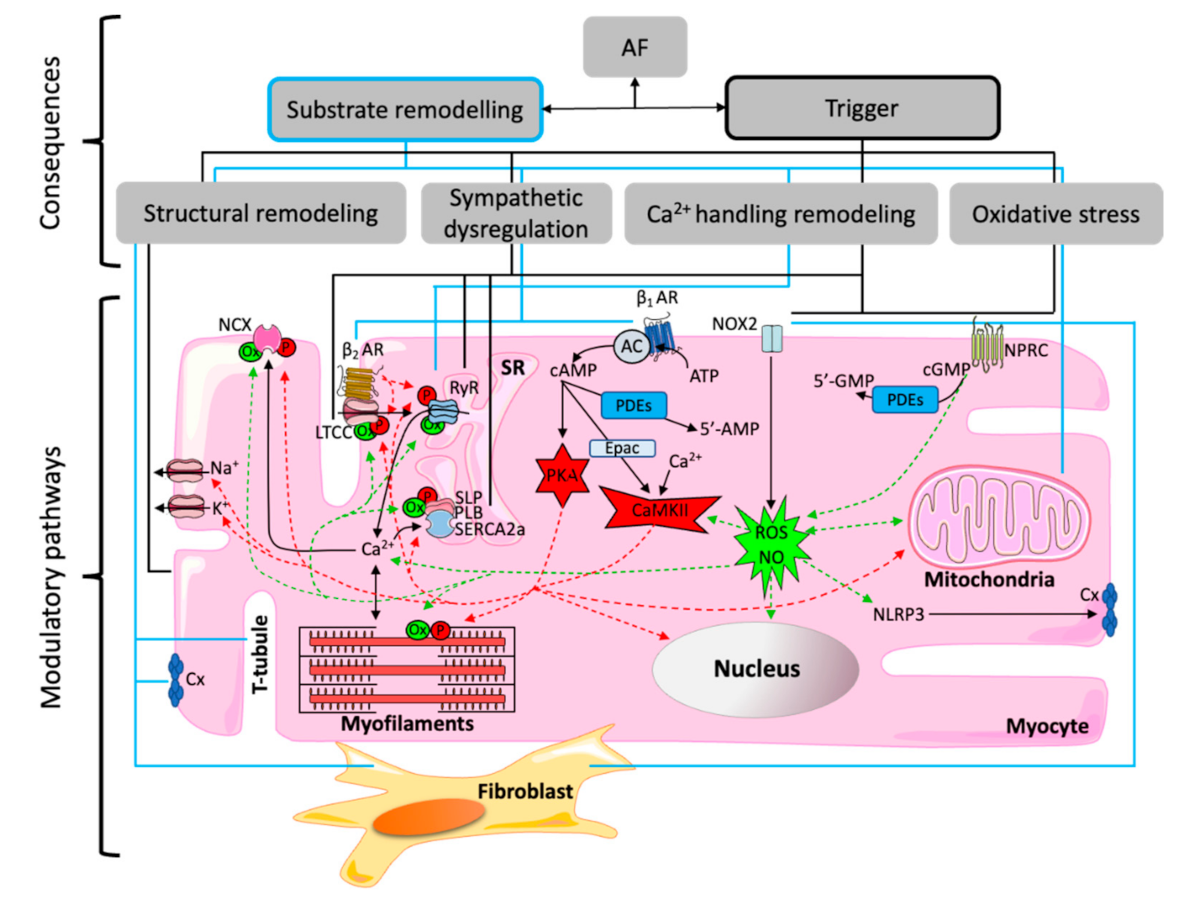 Hearts 02 00014 g002 Hearts 02 00014 g002