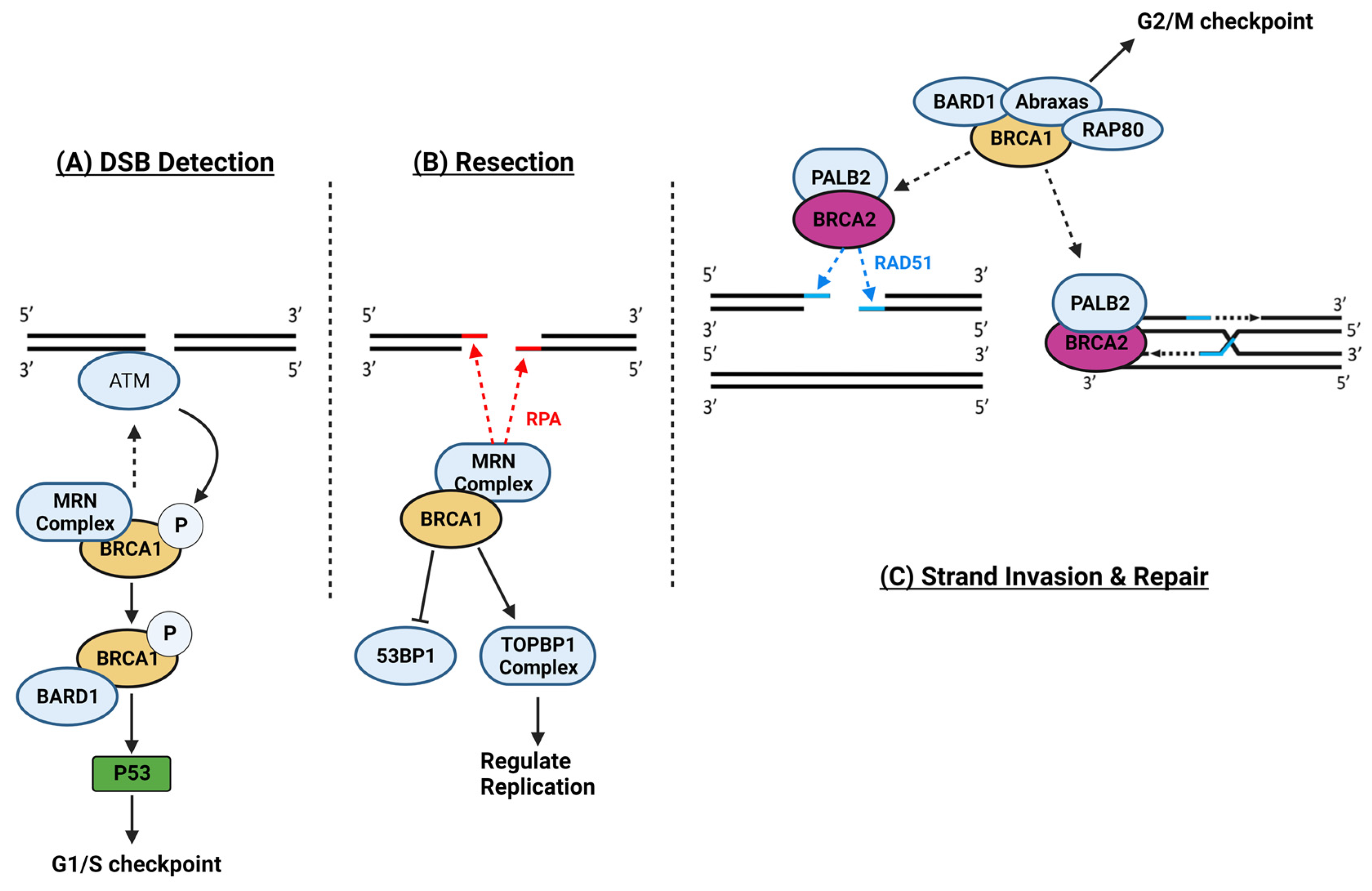Hearts 05 00005 g003