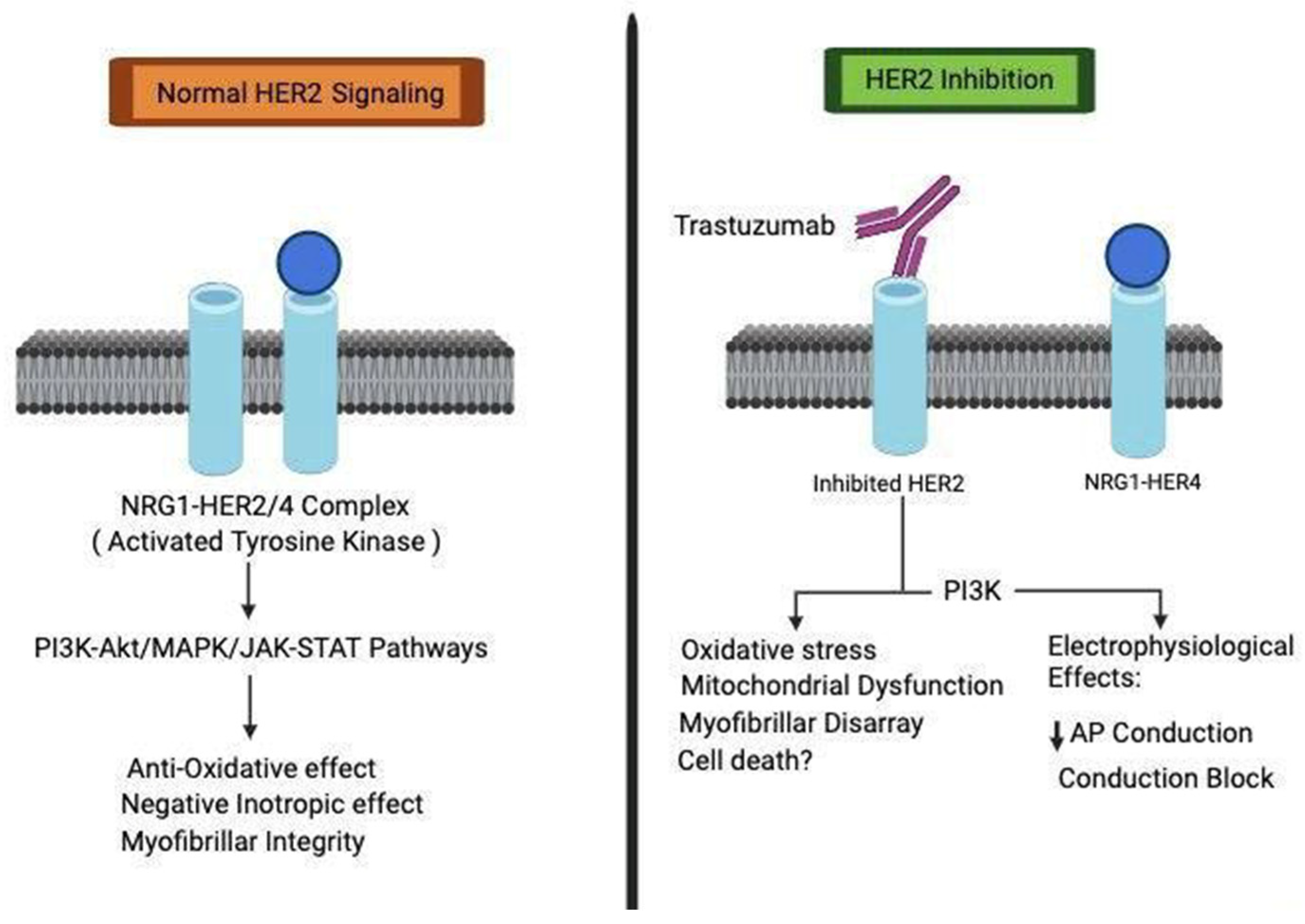 Hearts 05 00017 g001