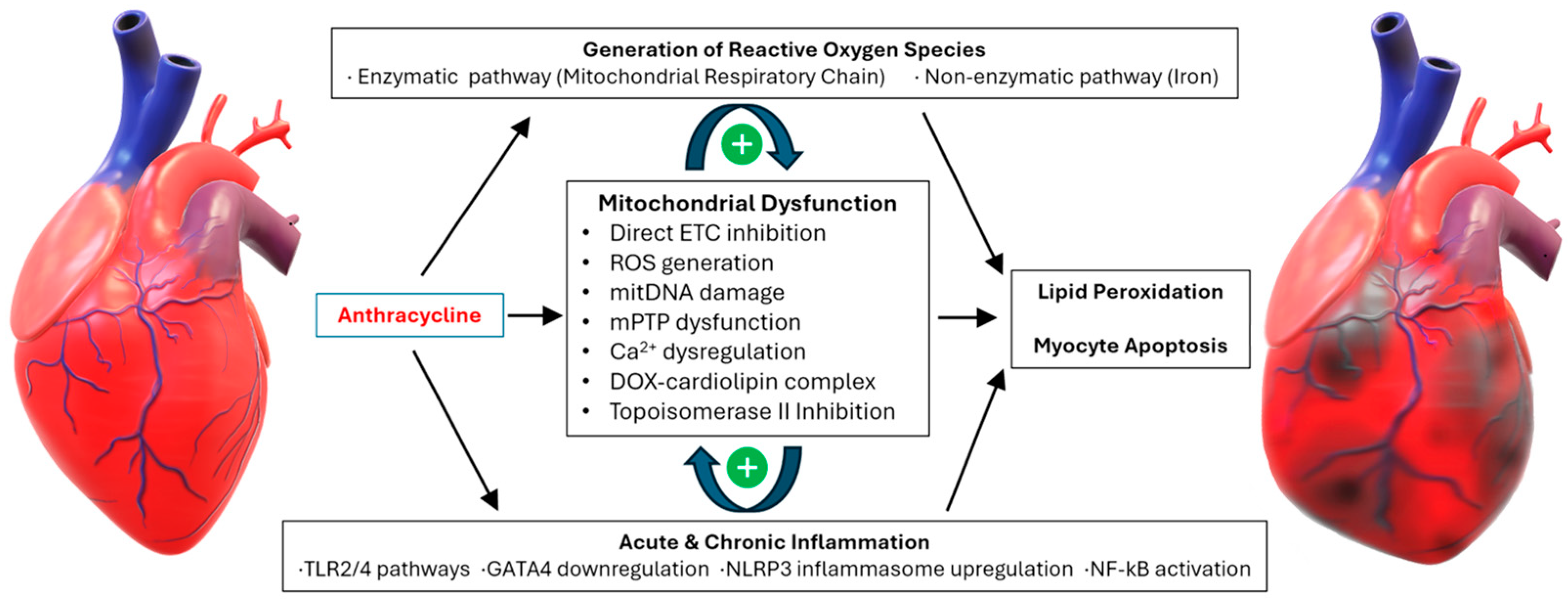 Hearts 05 00027 g001