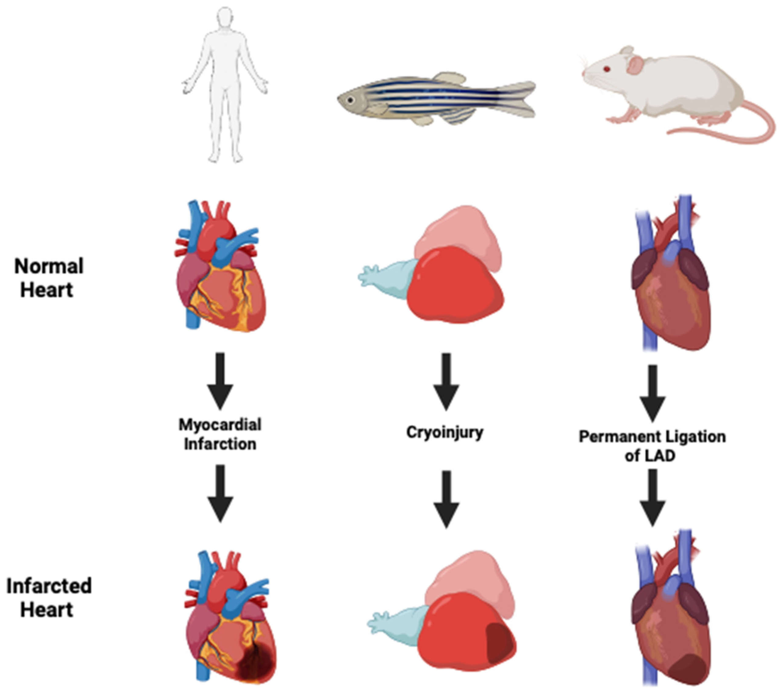 Hearts 05 00031 g002