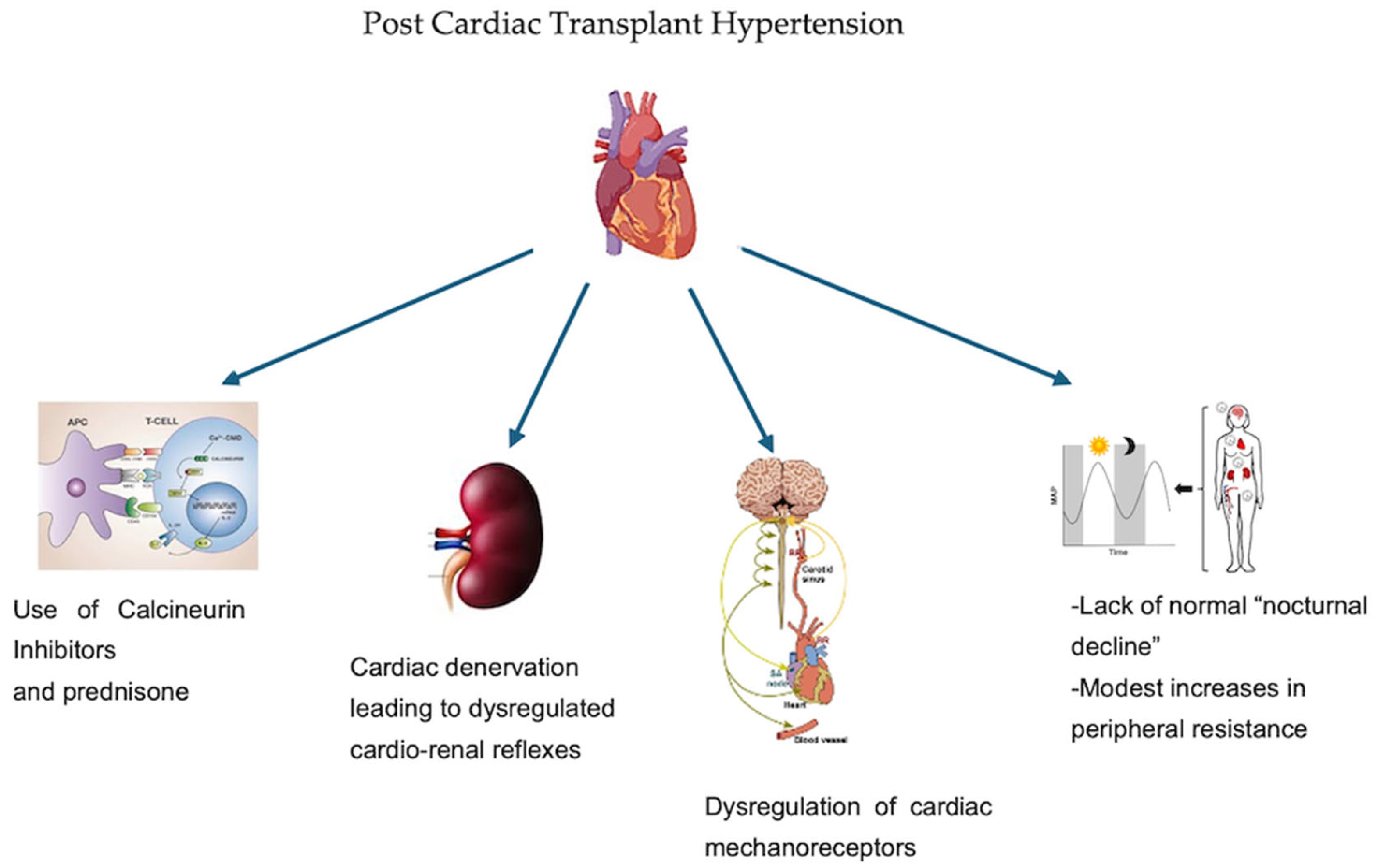 Hearts 06 00032 g002 Hearts 06 00032 g002