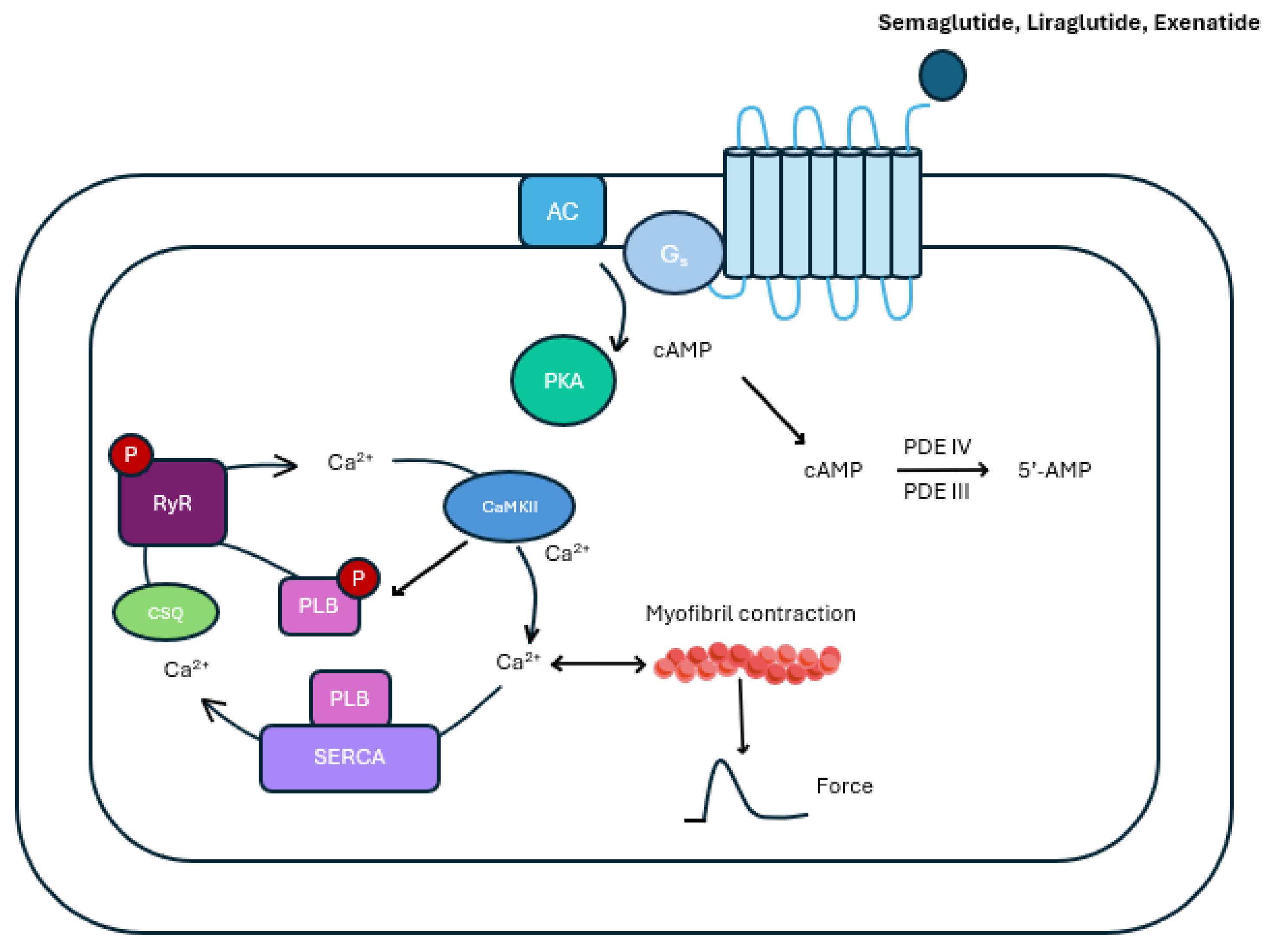 Semaglutide and the Heart: Focus on Their Love–Hate Relationship