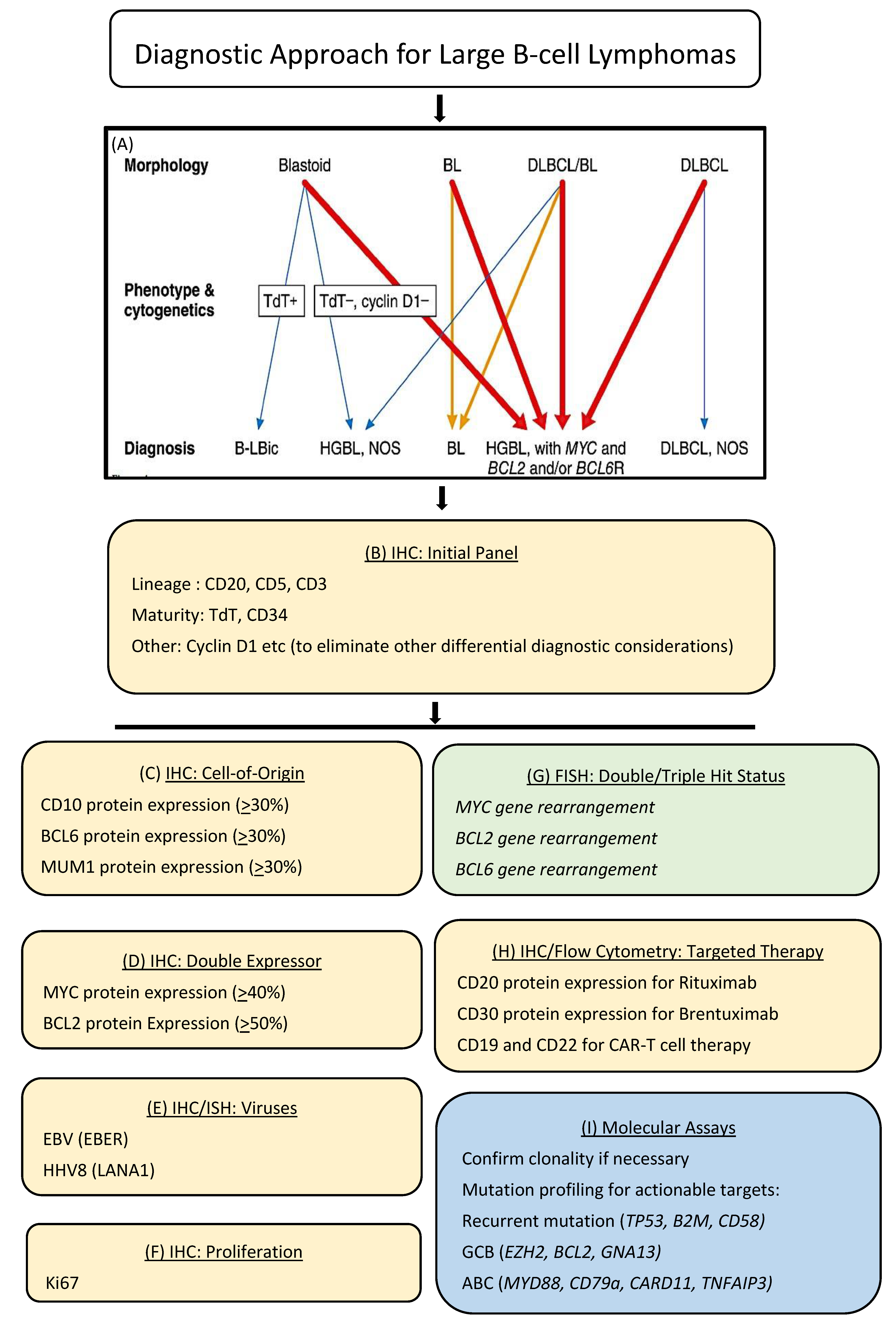 Hemato 02 00006 g002
