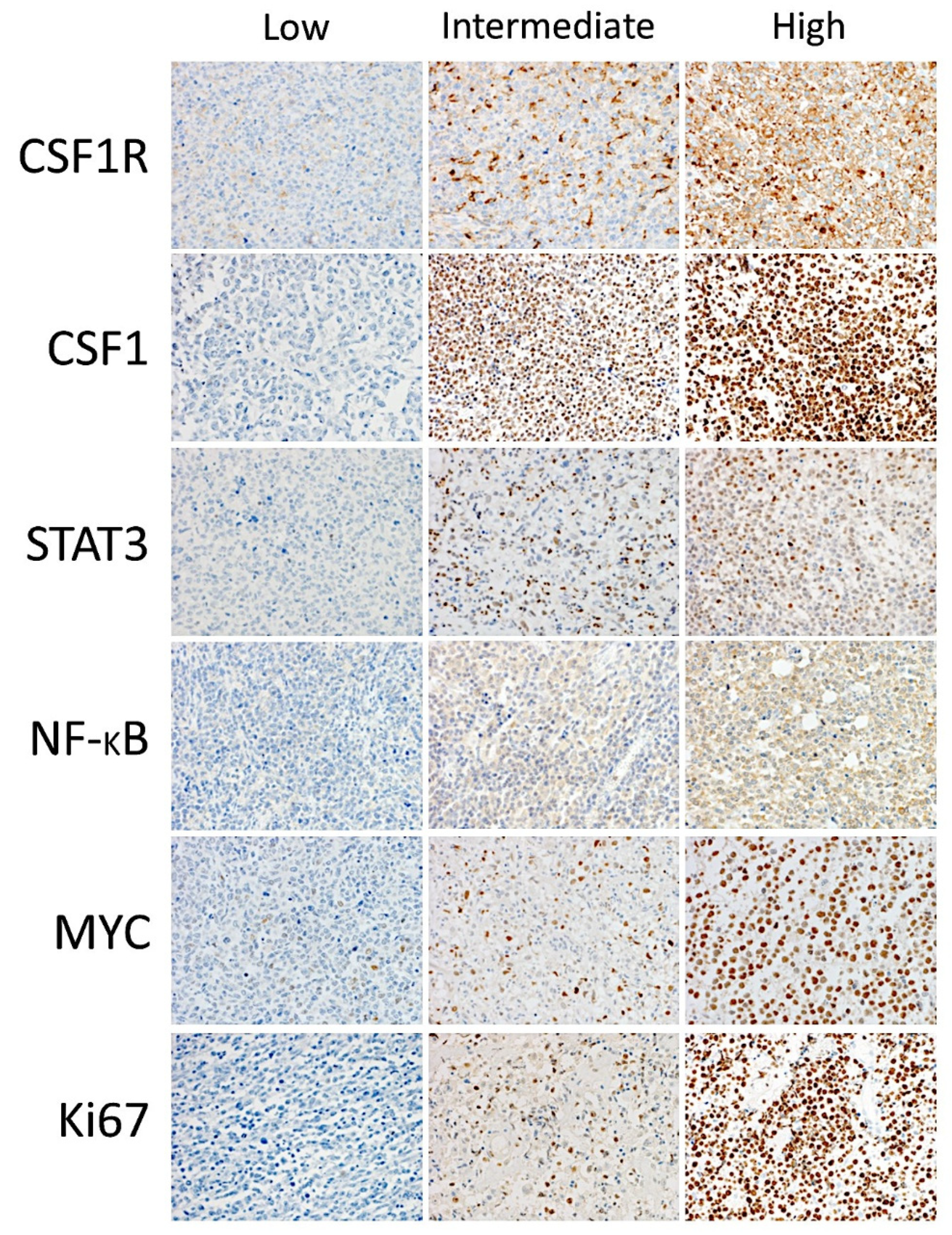 Hemato 02 00011 g005