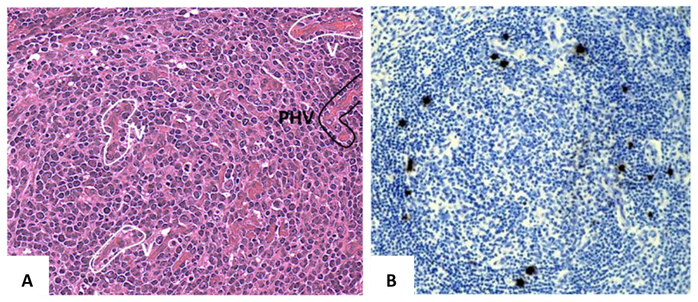 Hemato 02 00047 g001 550