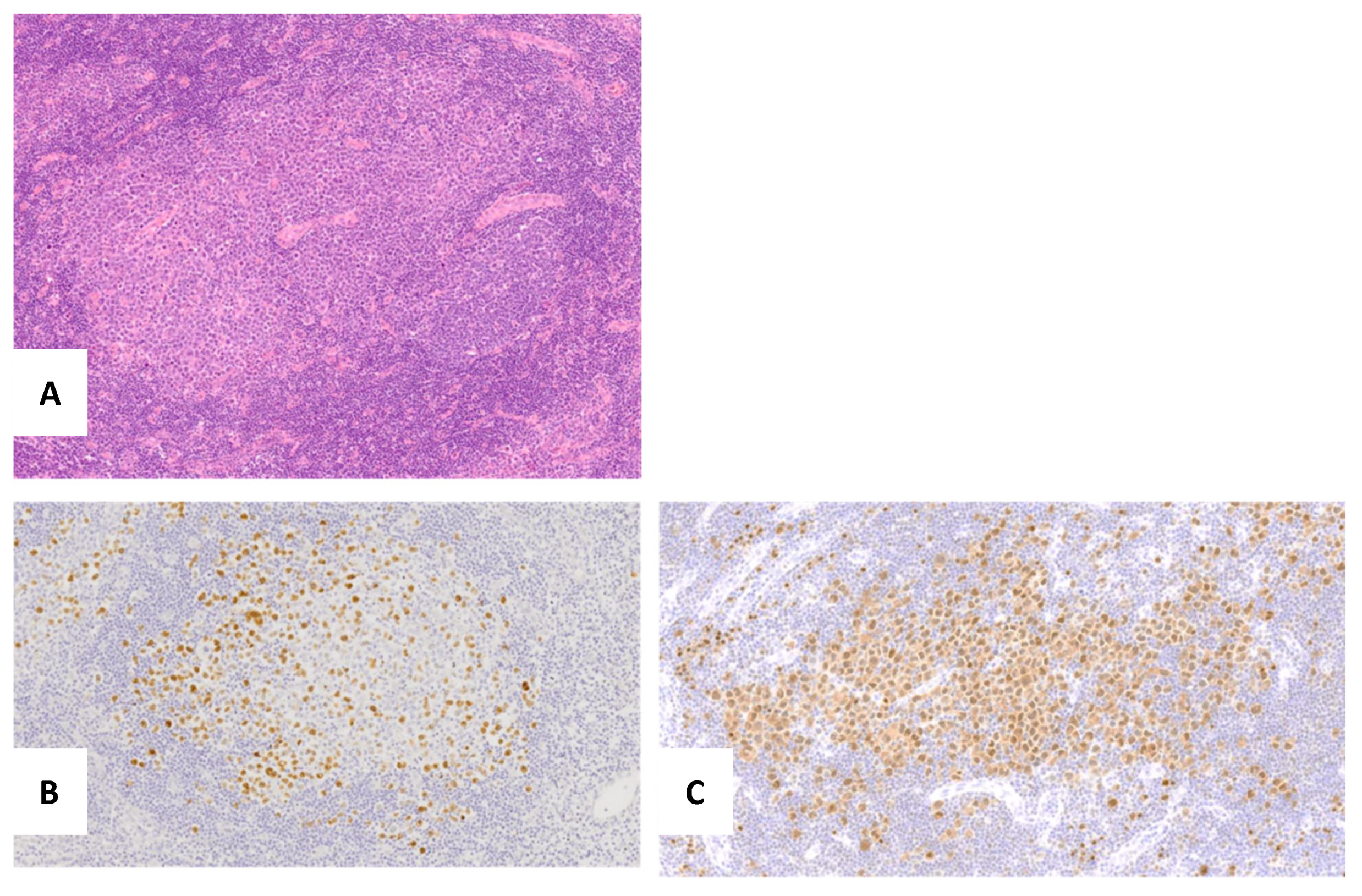 Hemato 02 00047 g003 550