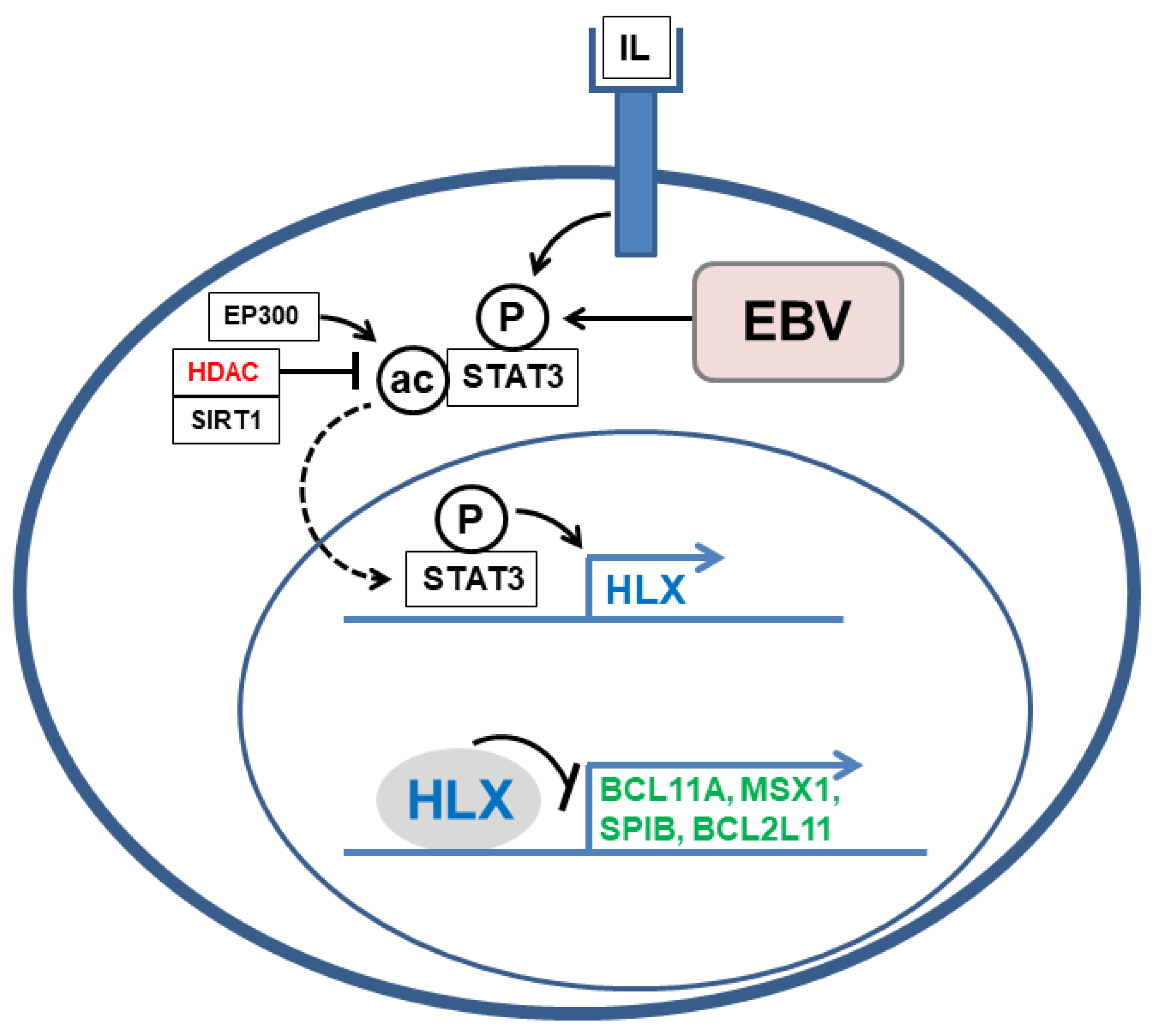 Hemato 03 00011 g003 Hemato 03 00011 g003