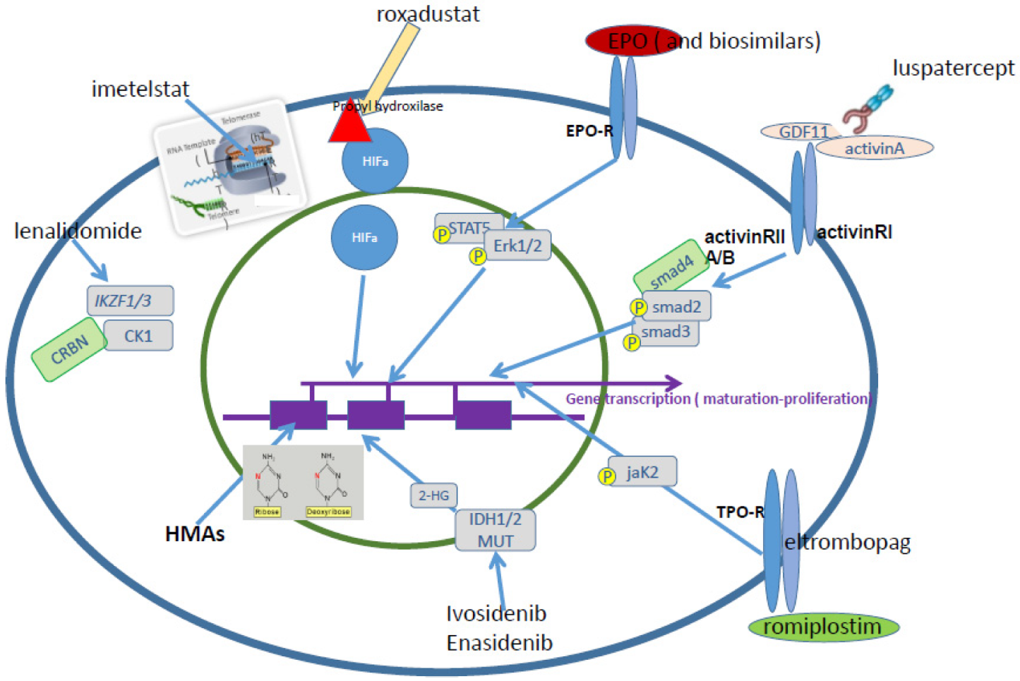 Hemato 03 00013 g001