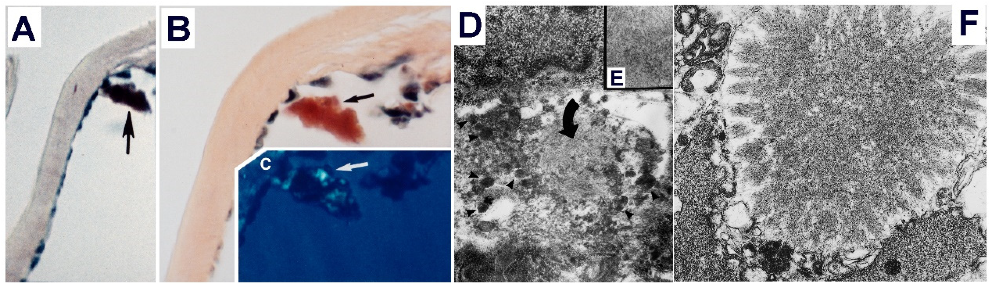 Hemato 03 00019 g007