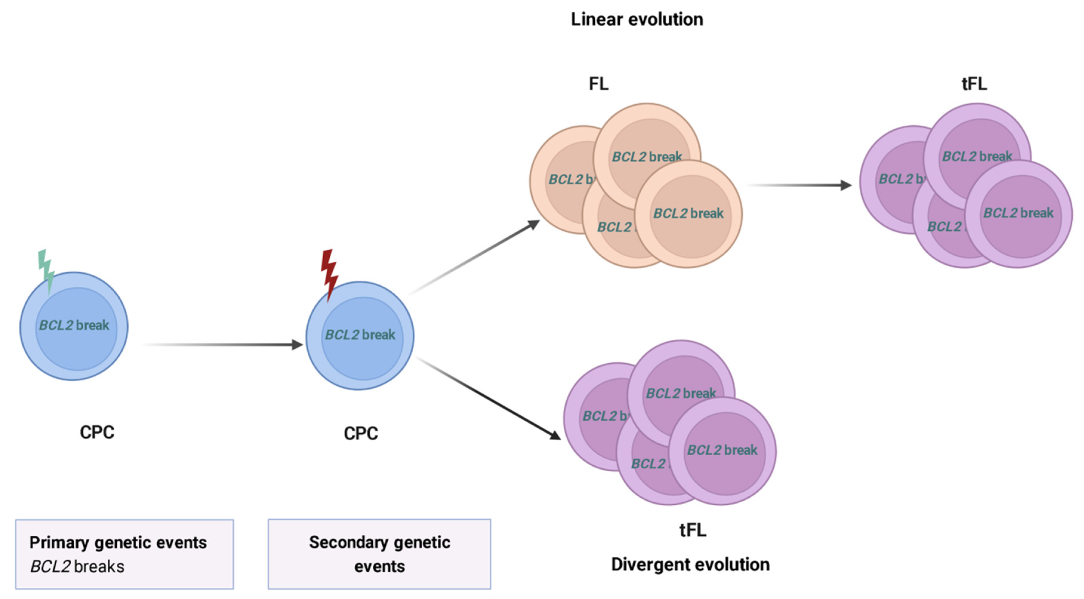 Hemato 03 00041 g003 Hemato 03 00041 g003