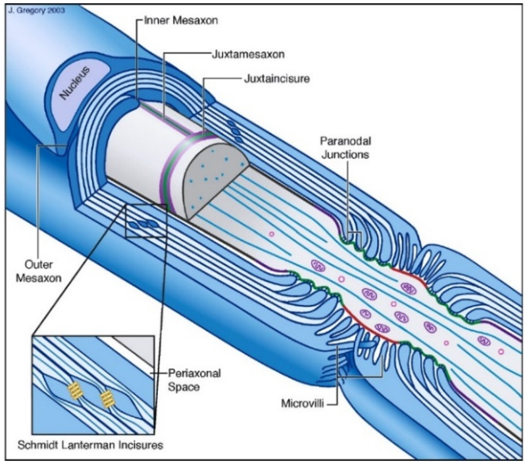 Hemato 03 00045 g001 Hemato 03 00045 g001