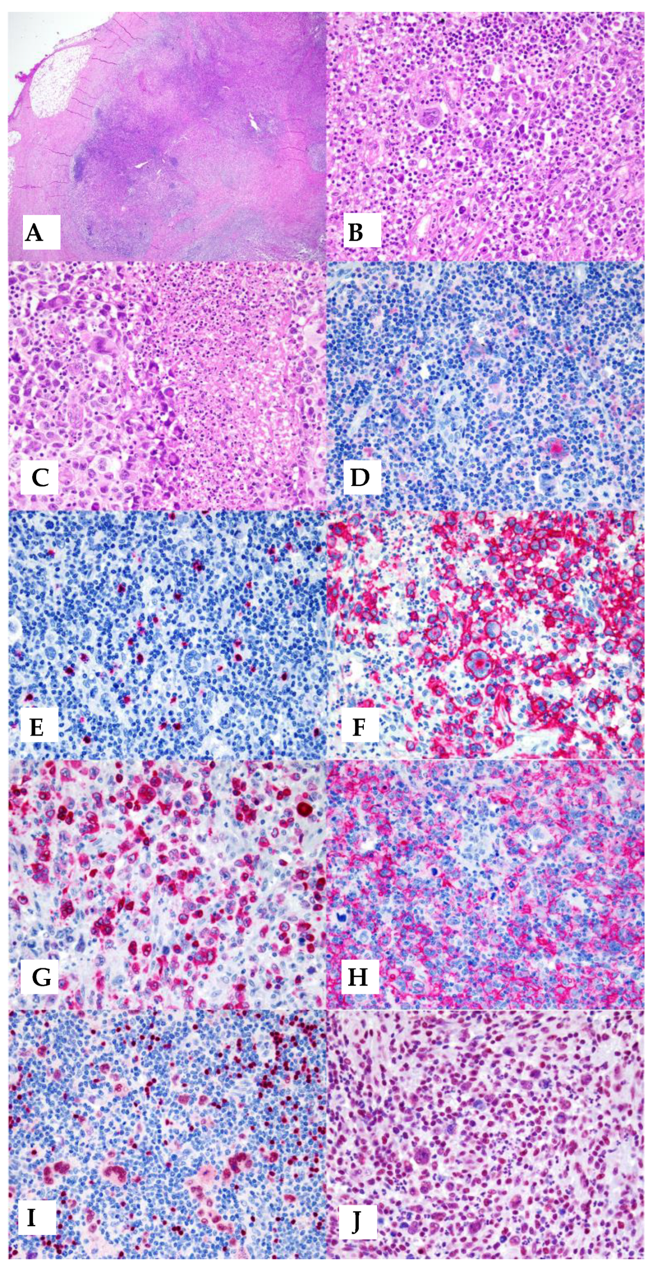 Hemato 04 00016 g001
