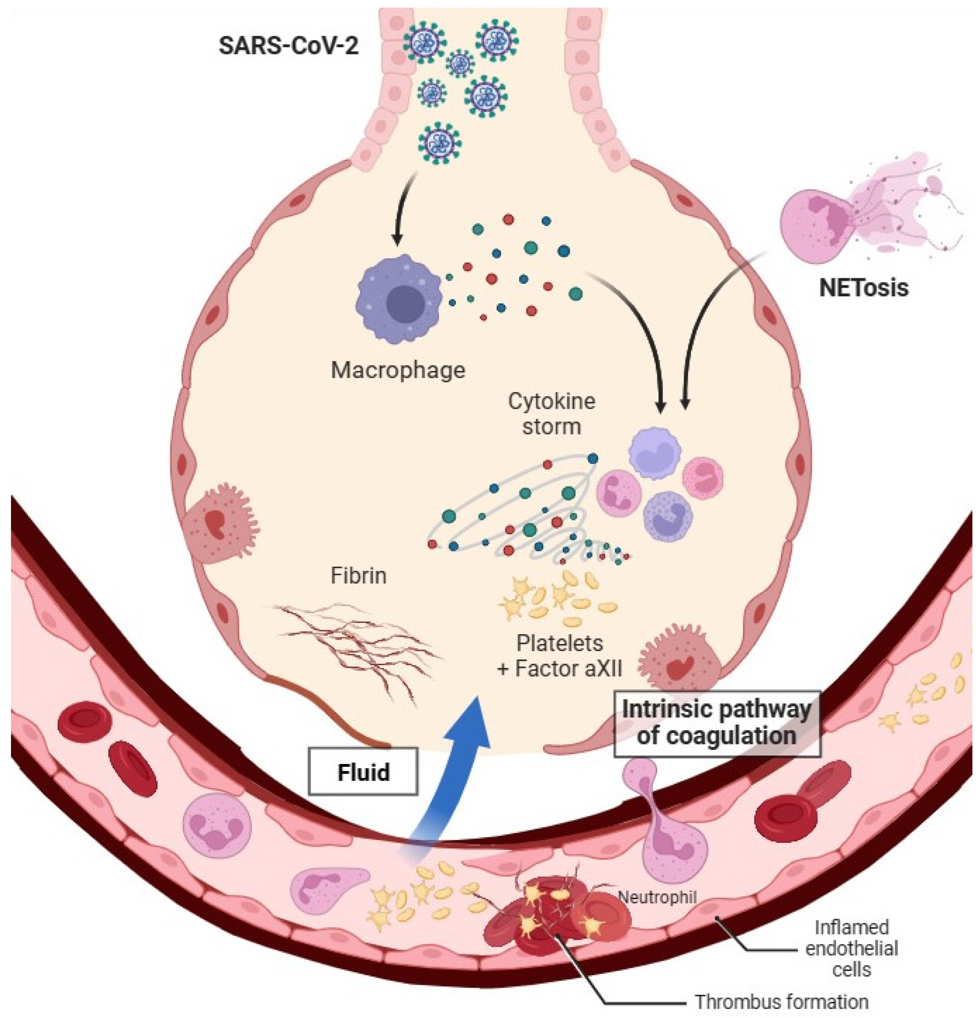 Hemato 04 00029 g003